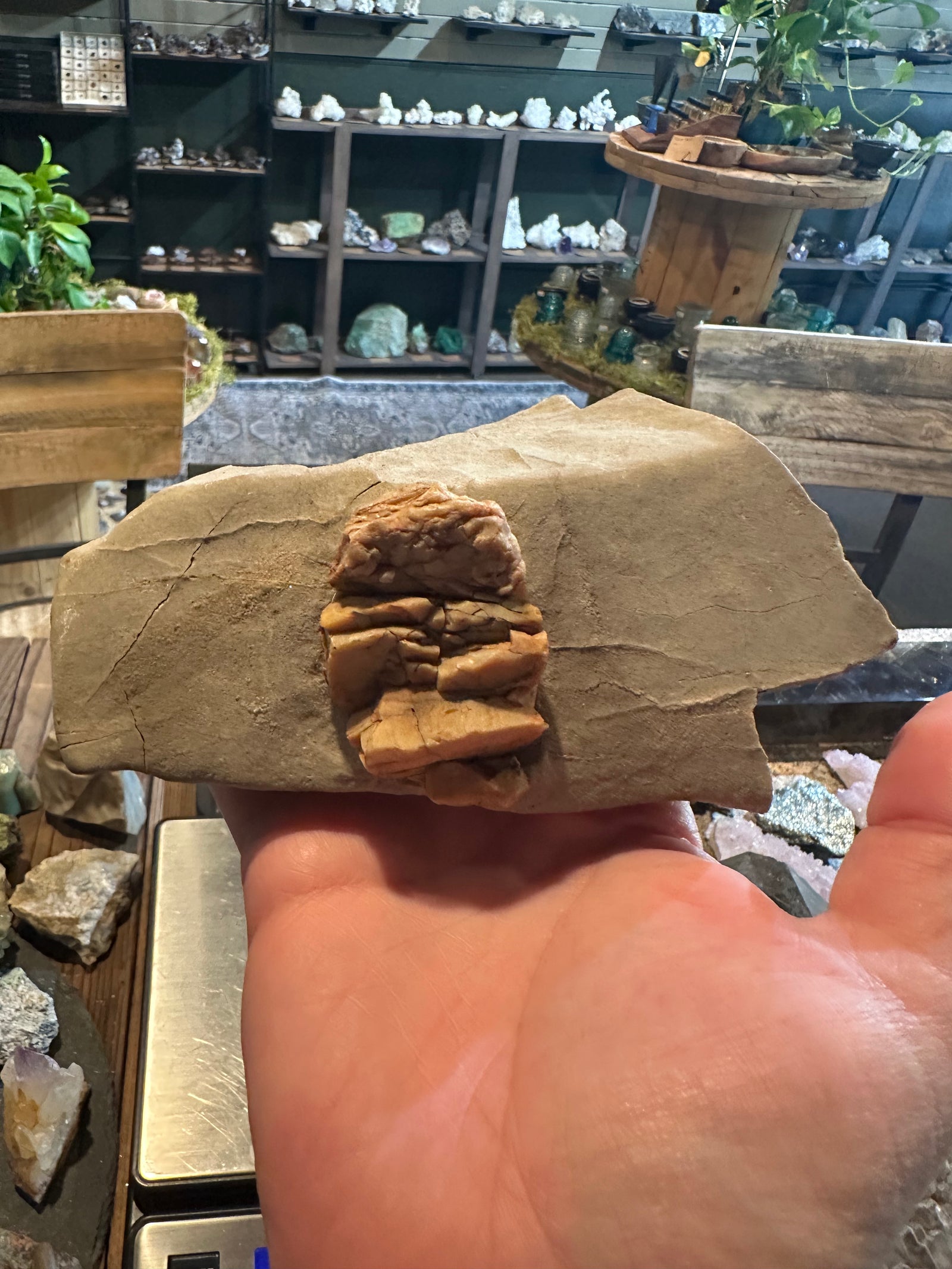 Honey Mesa Opal on Matrix | Cream & Ochre Display Specimen | 40.8 oz — image 4