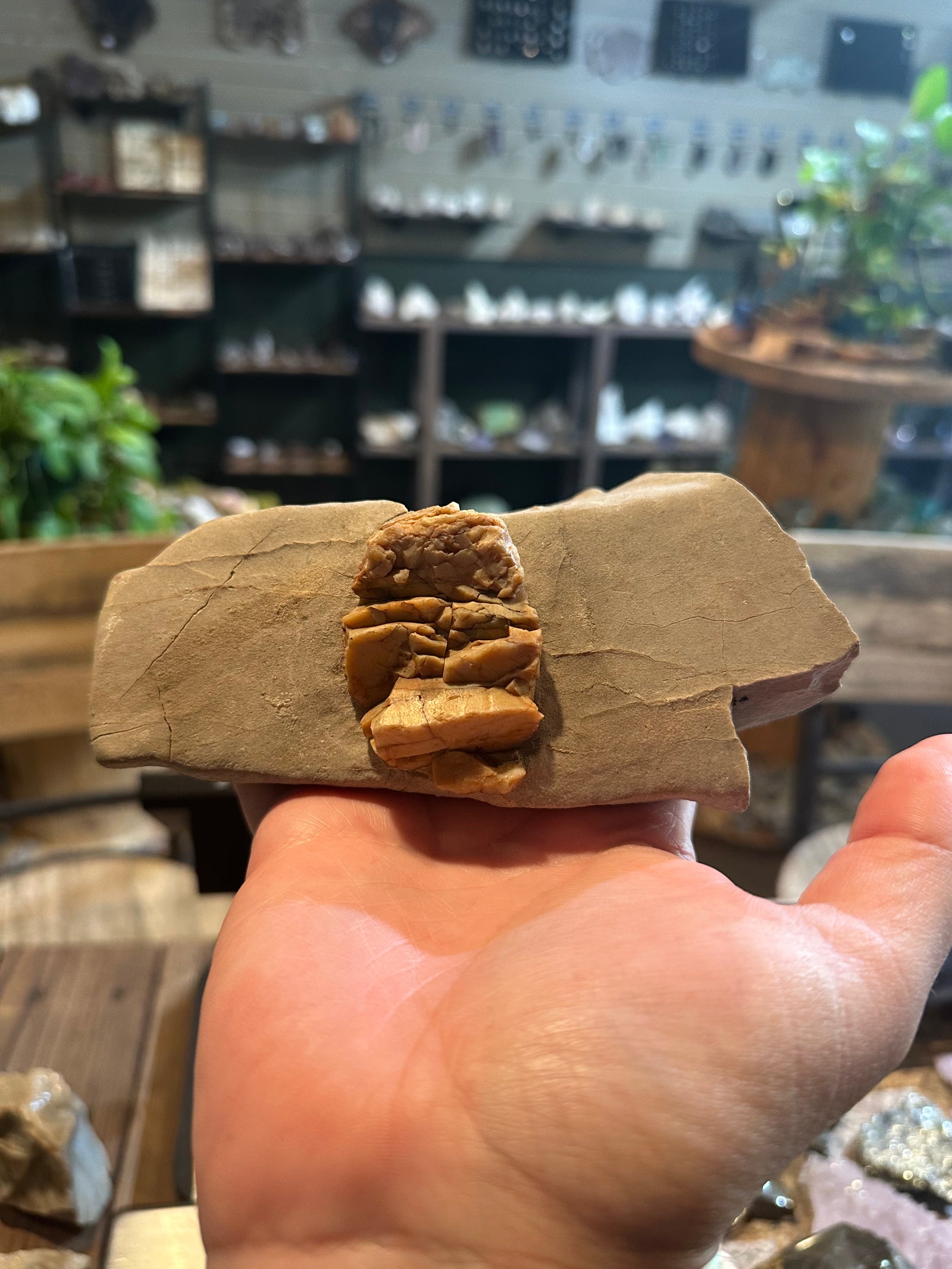 Honey Mesa Opal on Matrix | Cream & Ochre Display Specimen | 40.8 oz — image 1