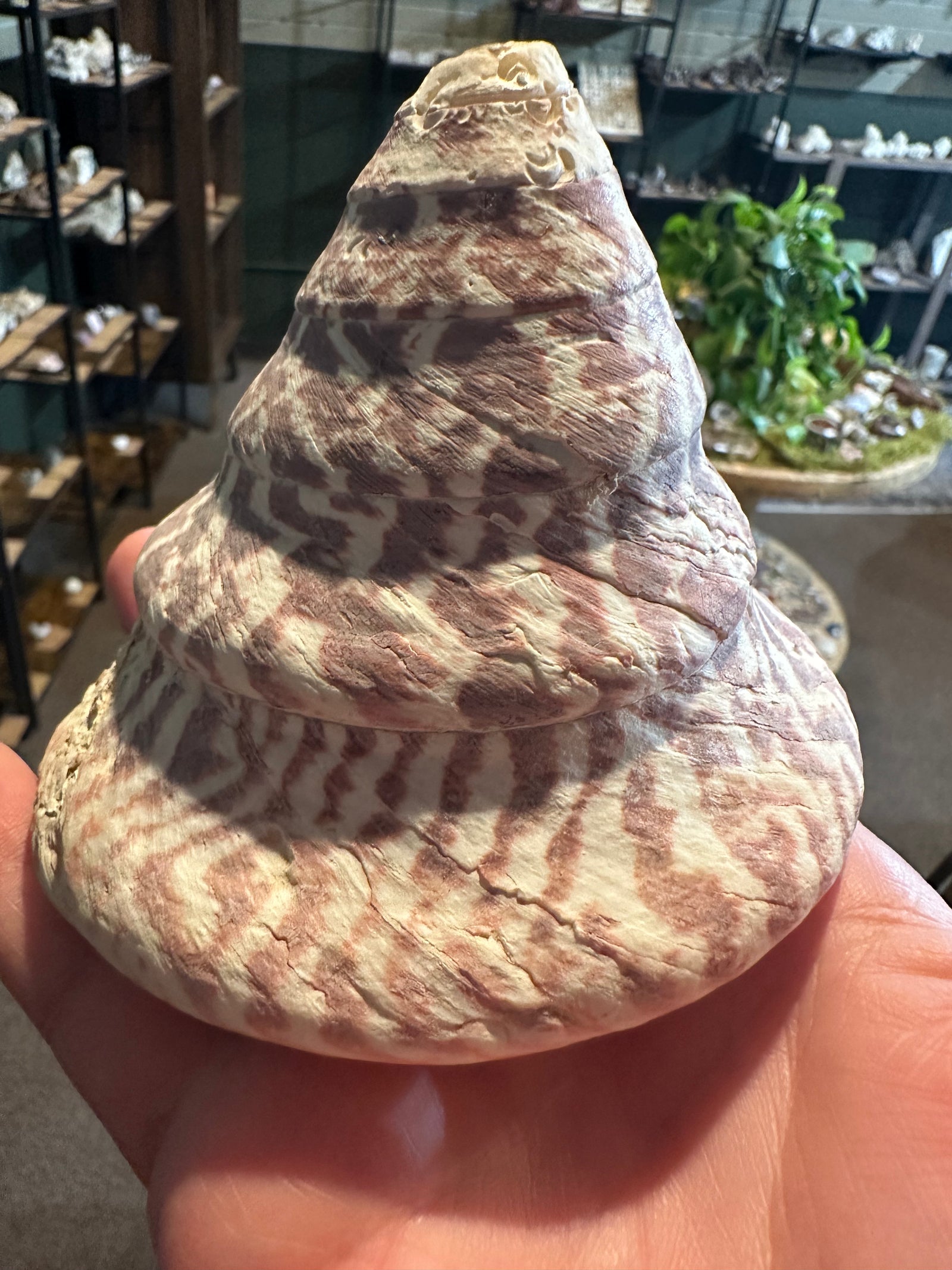 Rose Flame Trochus Shell | Rochia nilotica | 13.6 oz — image 4