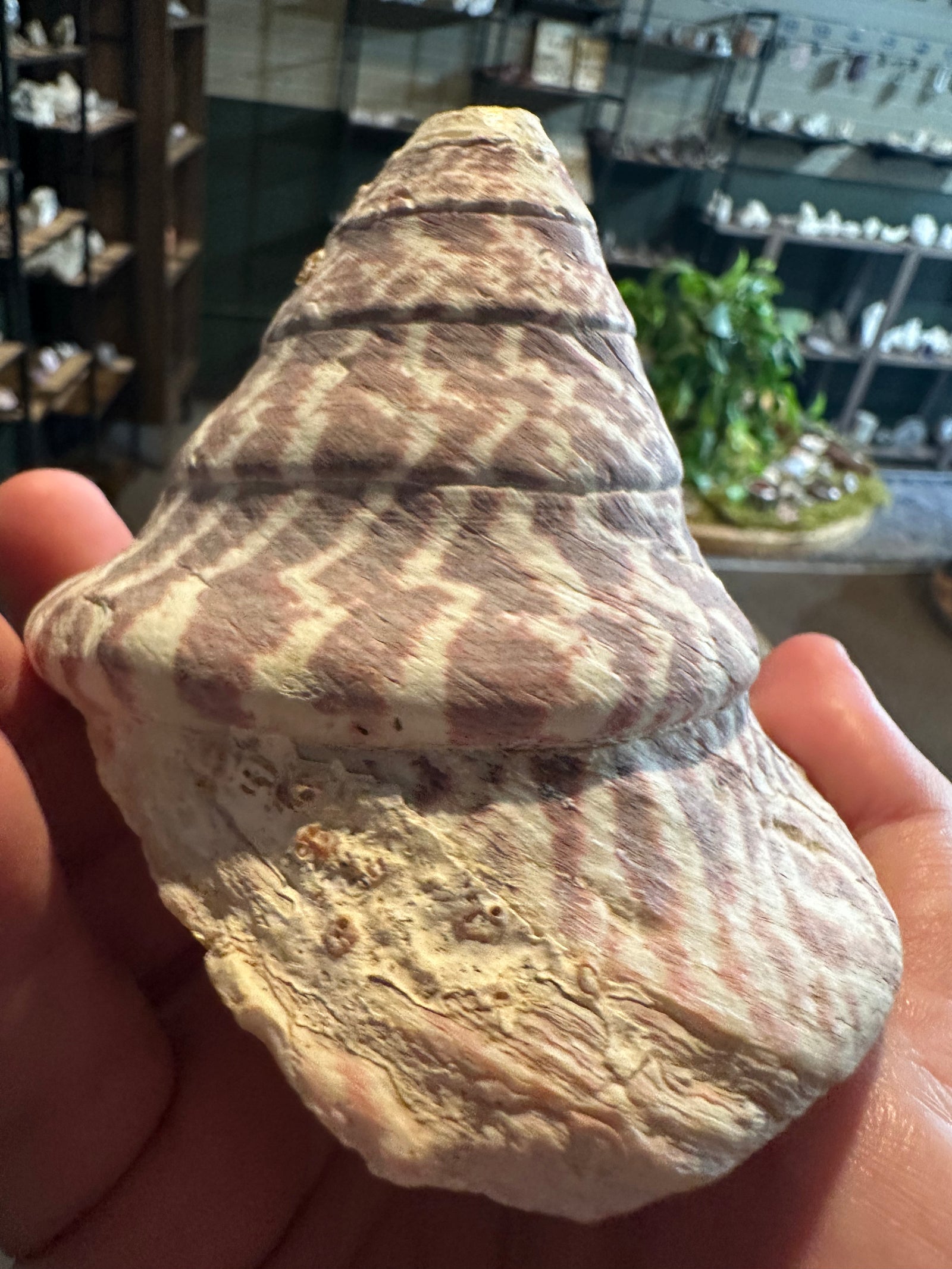 Rose Flame Trochus Shell | Rochia nilotica | 13.6 oz — image 3