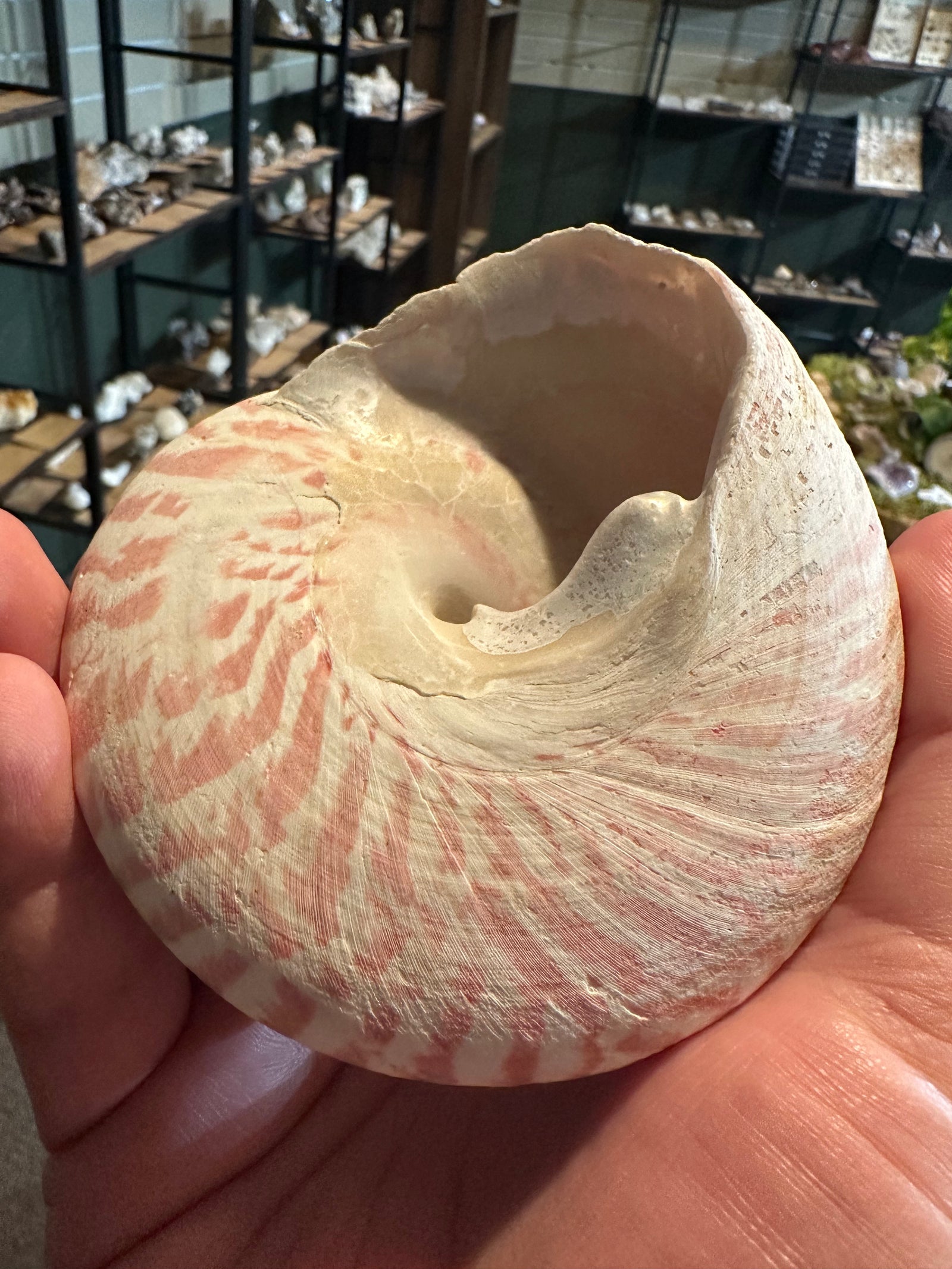 Rose Flame Trochus Shell | Rochia nilotica | 13.6 oz — image 2