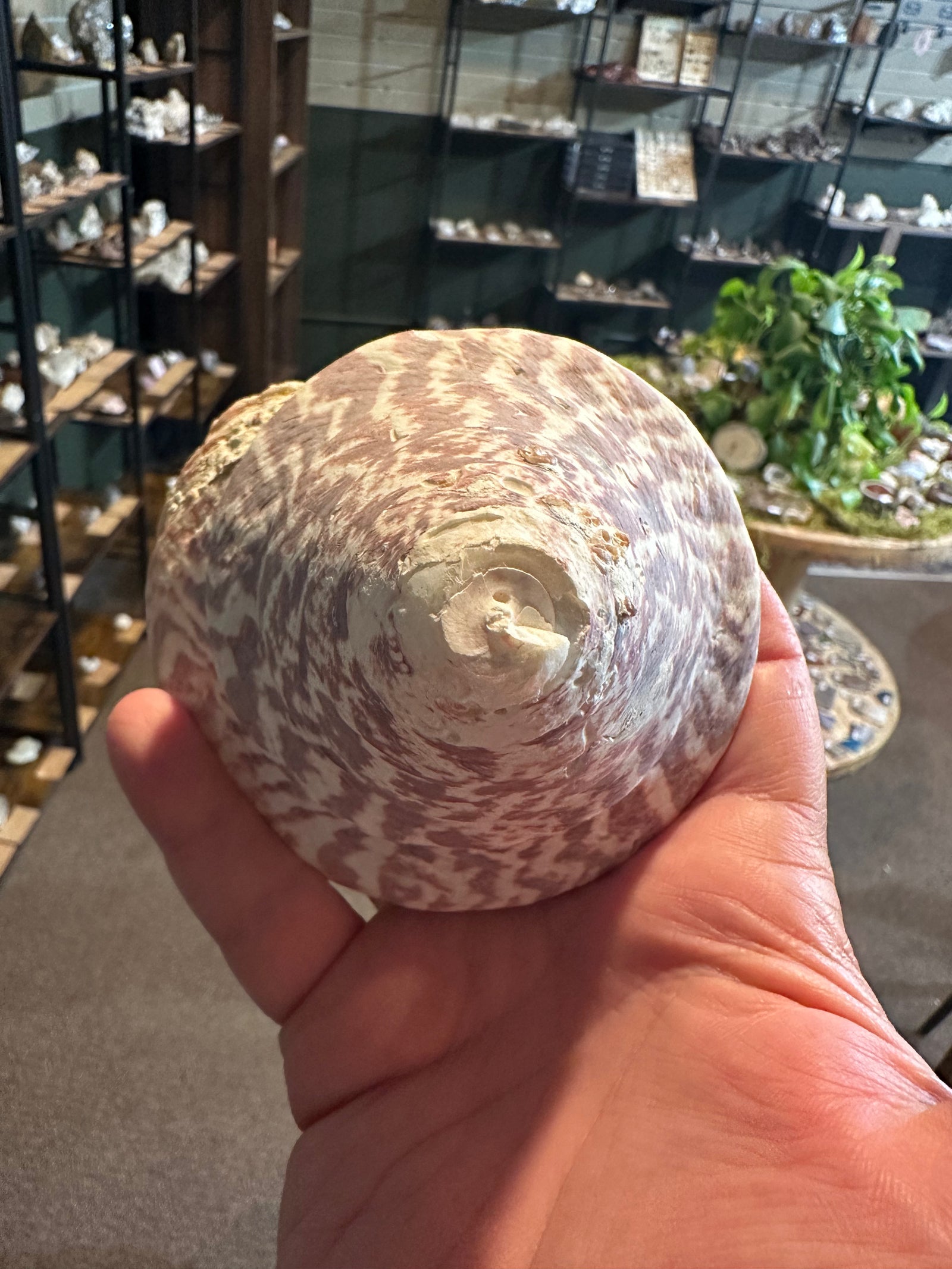 Rose Flame Trochus Shell | Rochia nilotica | 13.6 oz — image 1