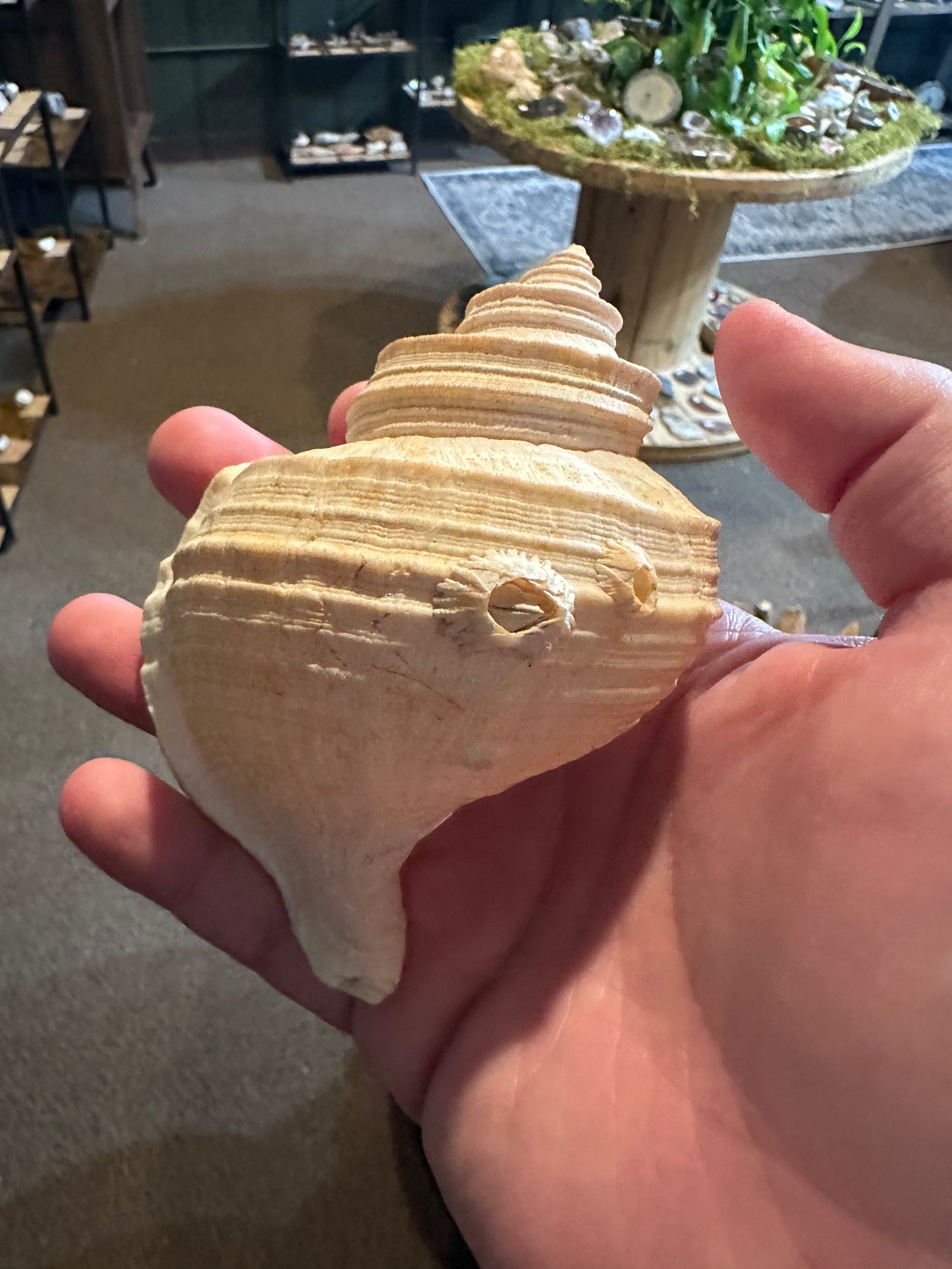 Ivory Spiral Turban Shell | Turbo sp. | 2.9 oz — image 4
