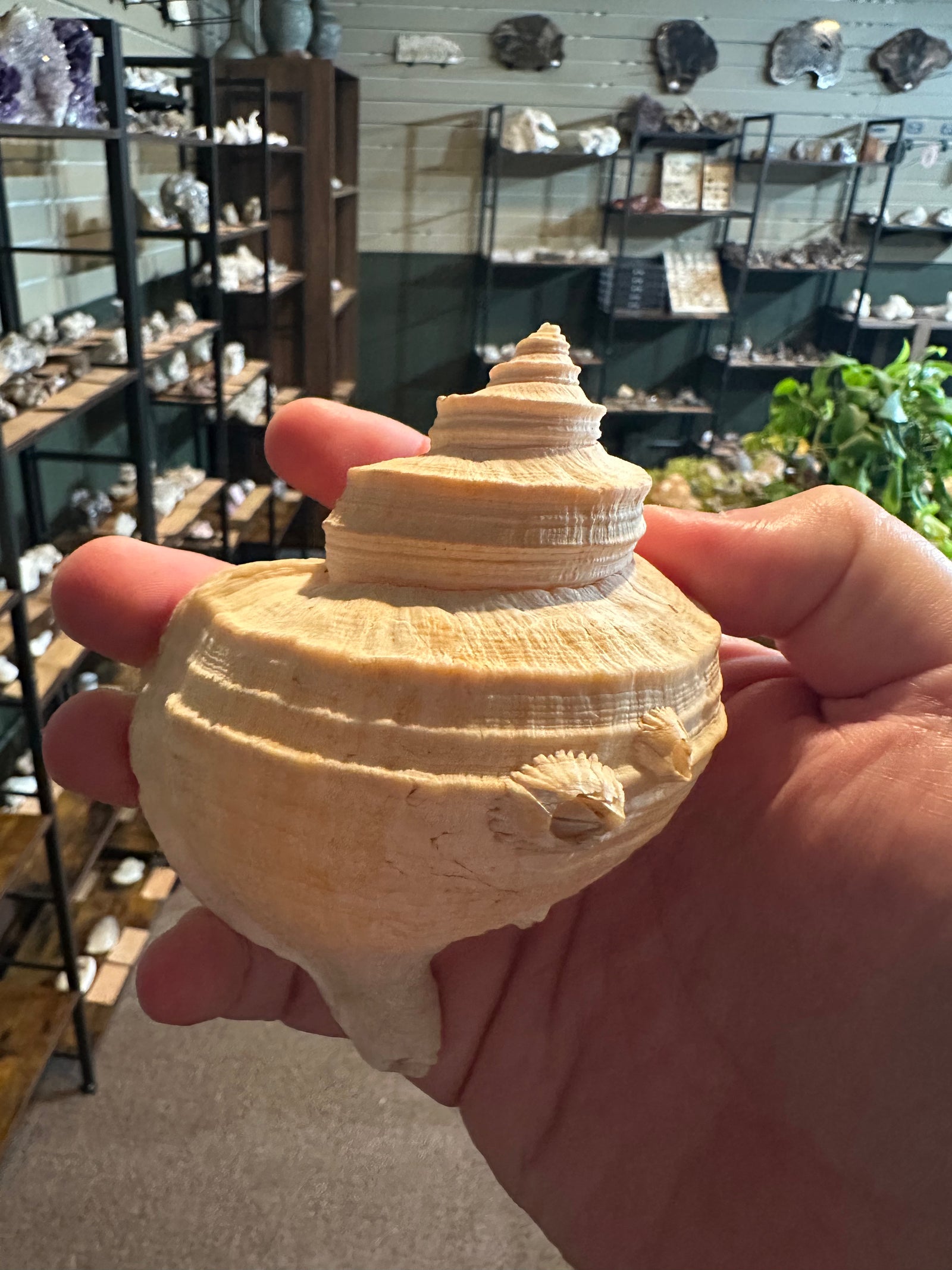 Ivory Spiral Turban Shell | Turbo sp. | 2.9 oz — image 3