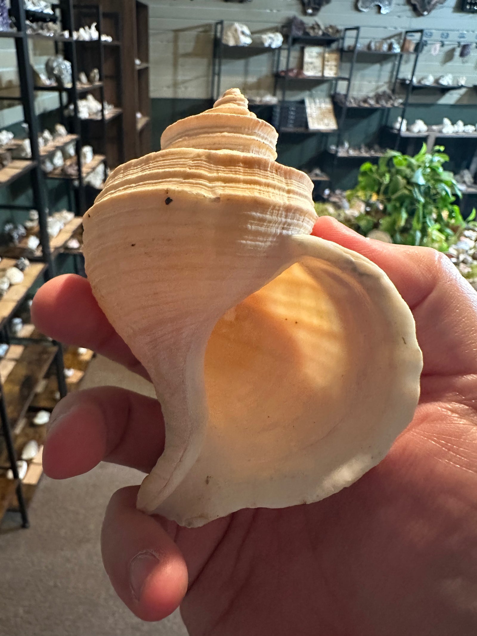 Ivory Spiral Turban Shell | Turbo sp. | 2.9 oz — image 2