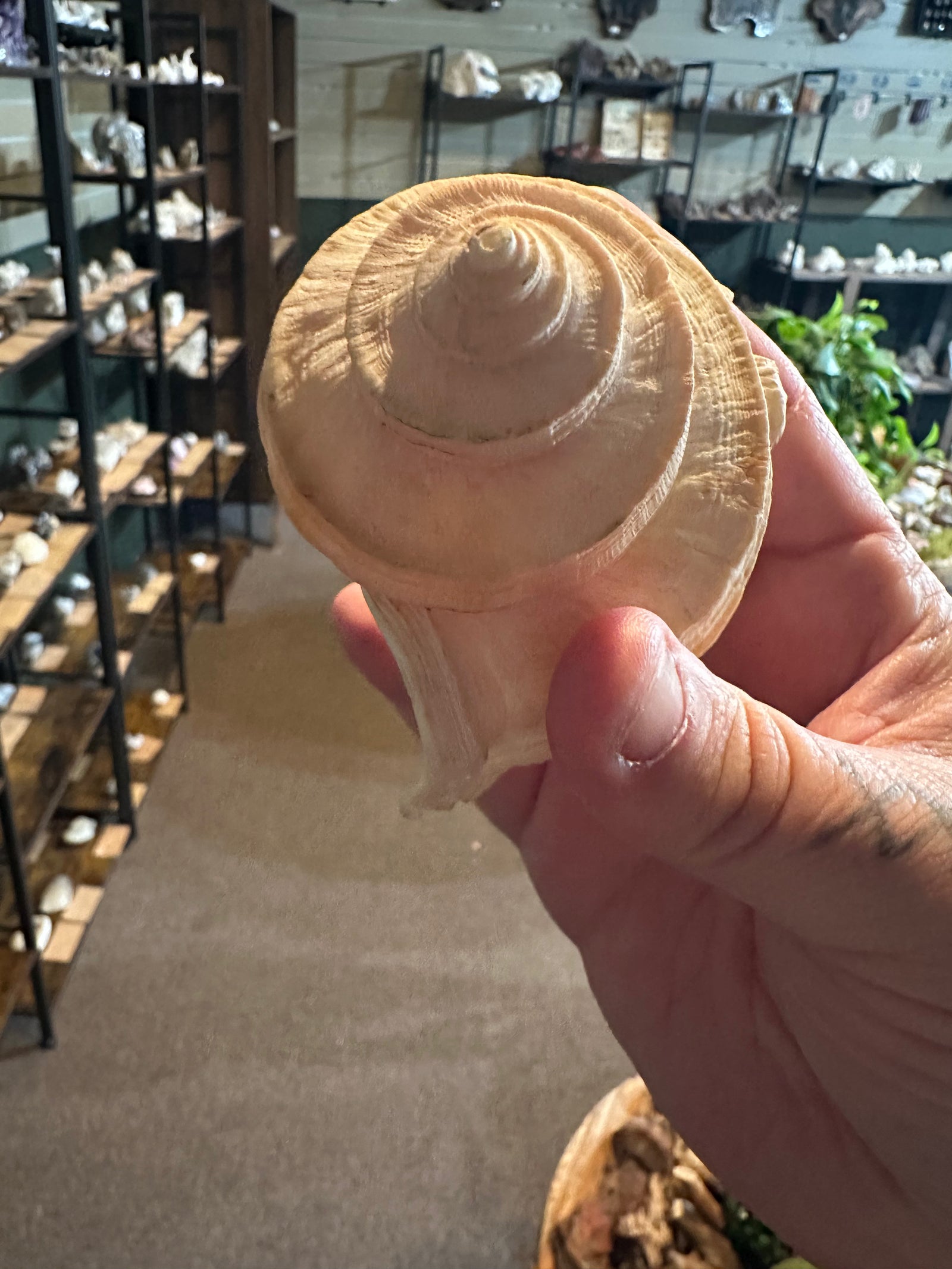 Ivory Spiral Turban Shell | Turbo sp. | 2.9 oz — image 1