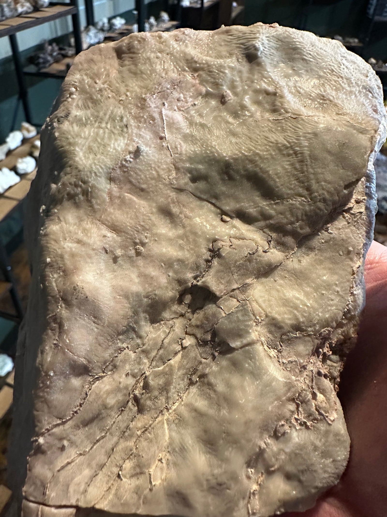 Ancient Layered Stromatolite Slab | Fossil Display Specimen | 62.2 oz — image 5