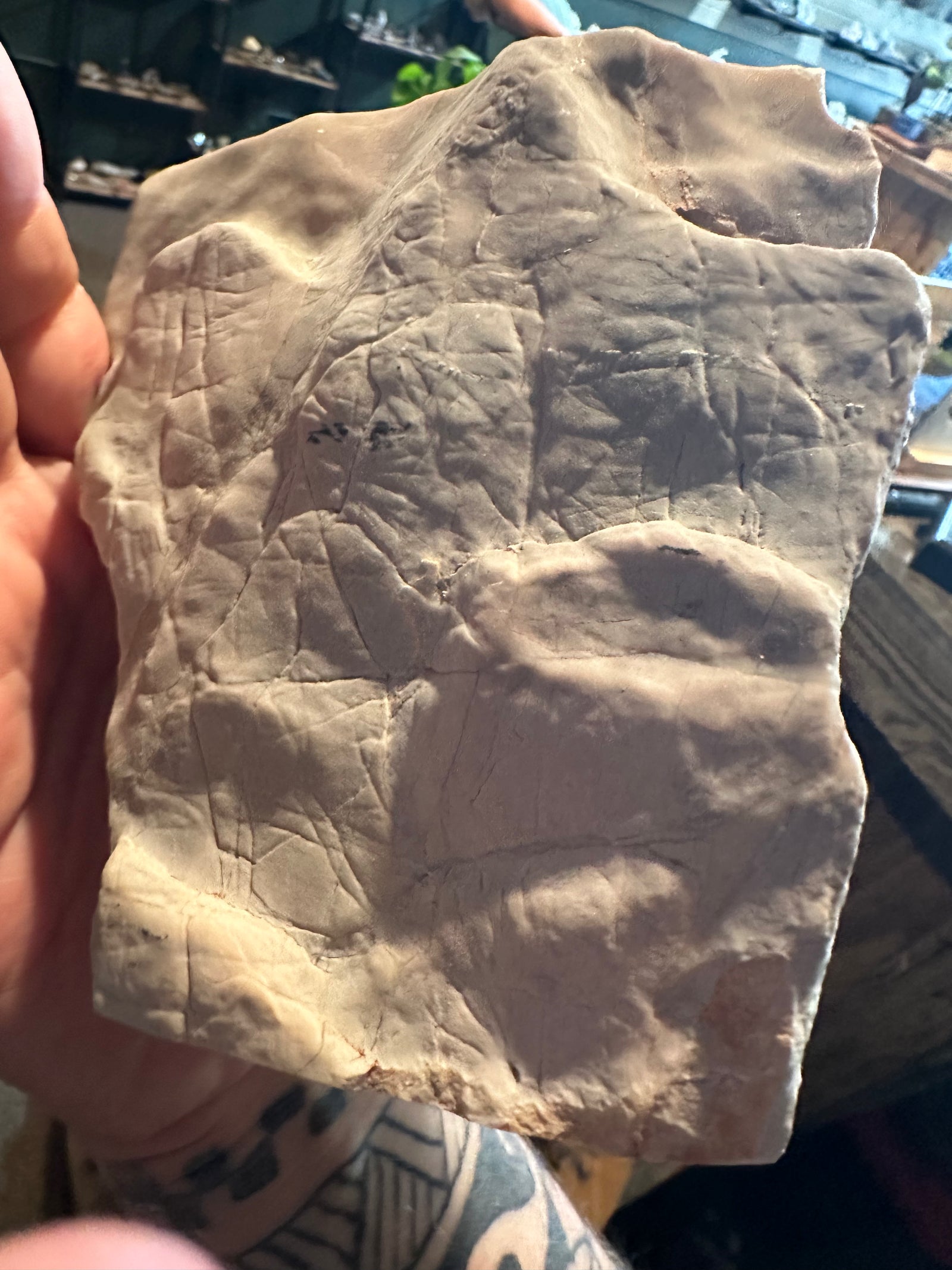 Ancient Layered Stromatolite Slab | Fossil Display Specimen | 62.2 oz — image 4