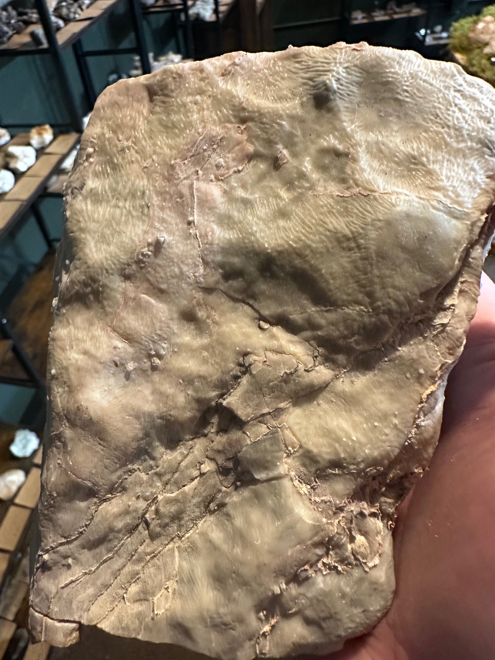 Ancient Layered Stromatolite Slab | Fossil Display Specimen | 62.2 oz — image 3