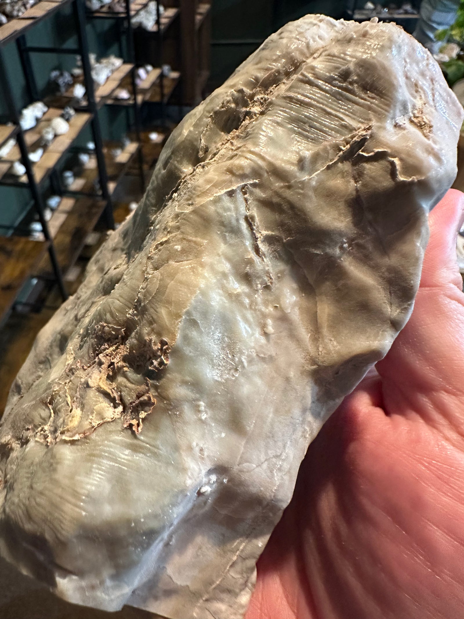 Ancient Layered Stromatolite Slab | Fossil Display Specimen | 62.2 oz — image 2