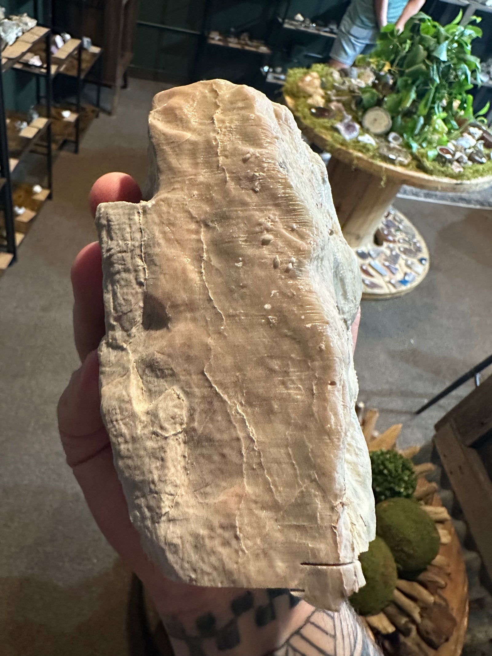 Ancient Layered Stromatolite Slab | Fossil Display Specimen | 62.2 oz — image 1