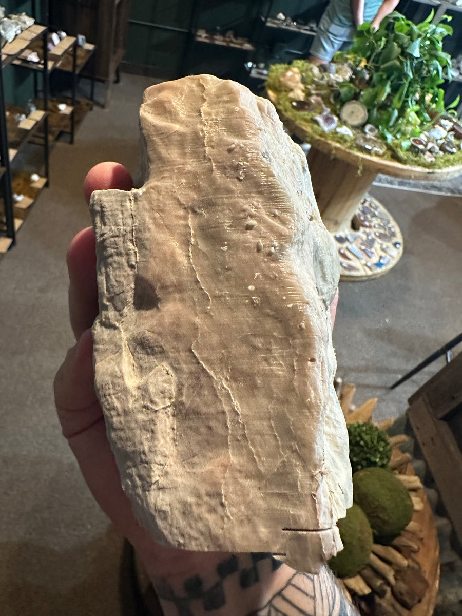 Ancient Layered Stromatolite Slab | Fossil Display Specimen | 62.2 oz — image 1