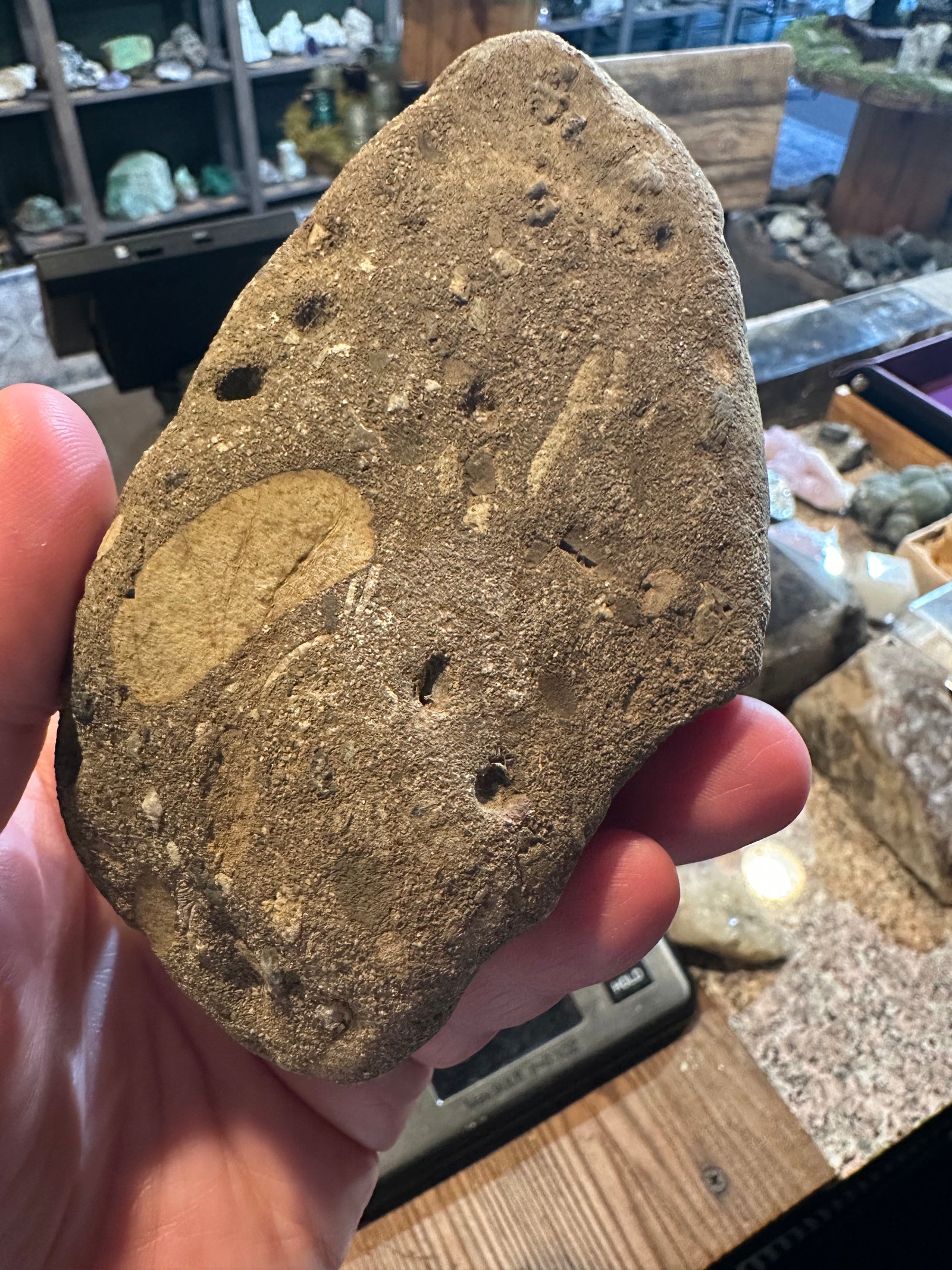 18 oz Fluorescent Fossiliferous Sandstone Riverbed Specimen — image 5