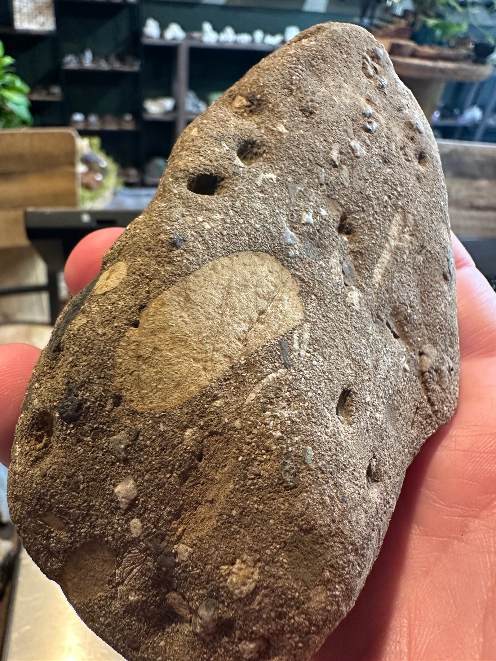18 oz Fluorescent Fossiliferous Sandstone Riverbed Specimen — image 3