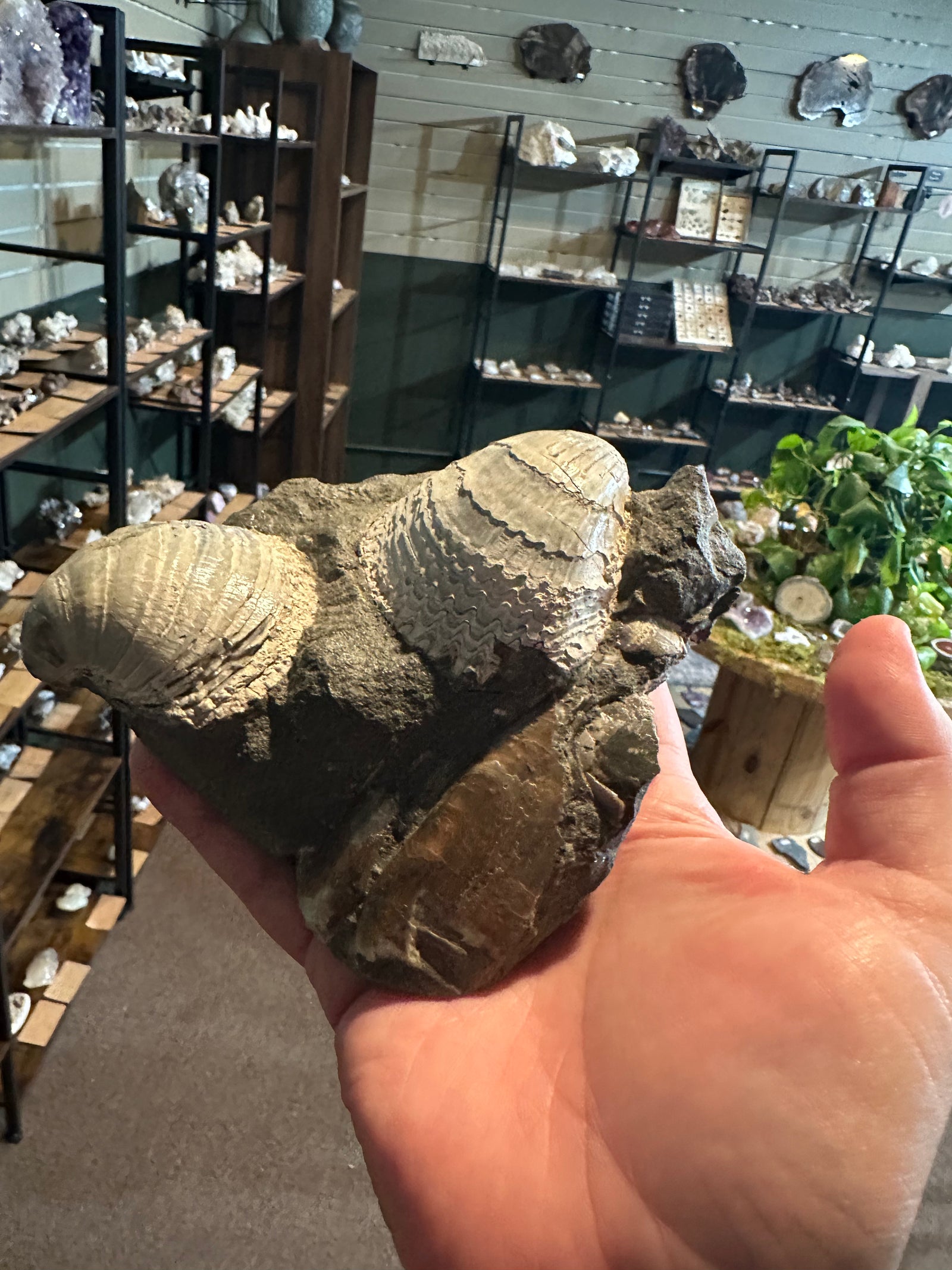 41.6 oz Brachiopod Fossil Cluster in Natural Matrix — image 4