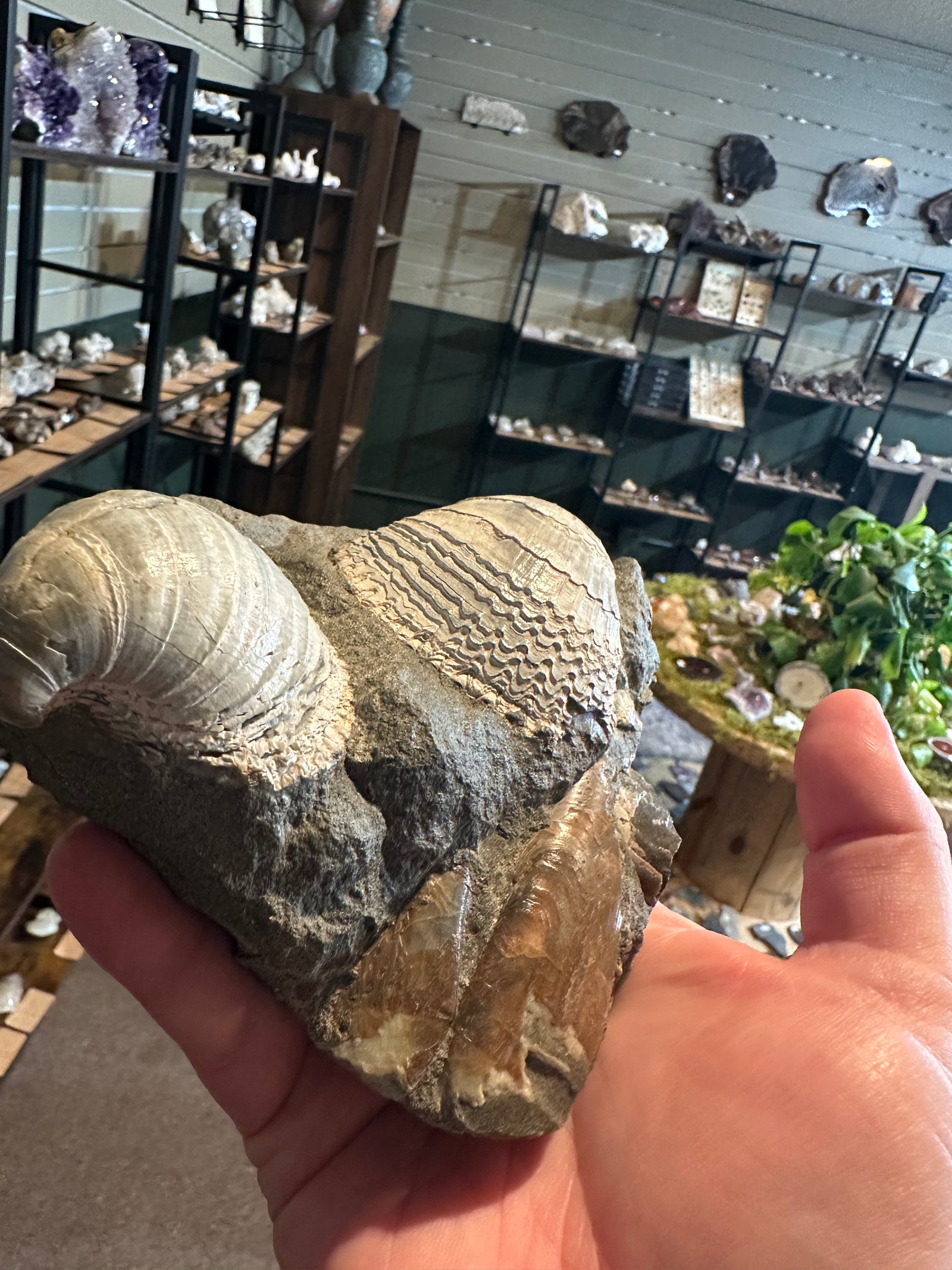 41.6 oz Brachiopod Fossil Cluster in Natural Matrix — image 3