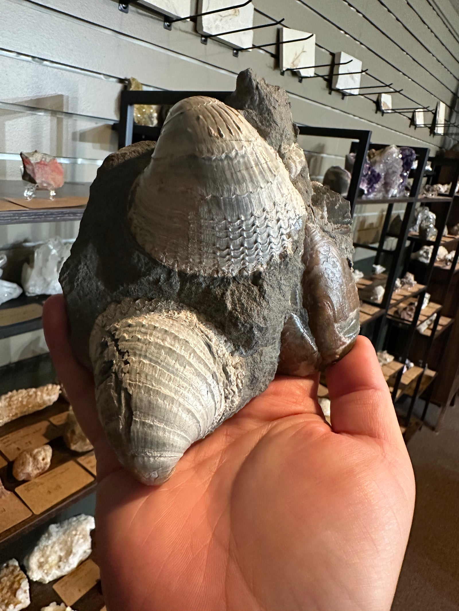 41.6 oz Brachiopod Fossil Cluster in Natural Matrix — image 2