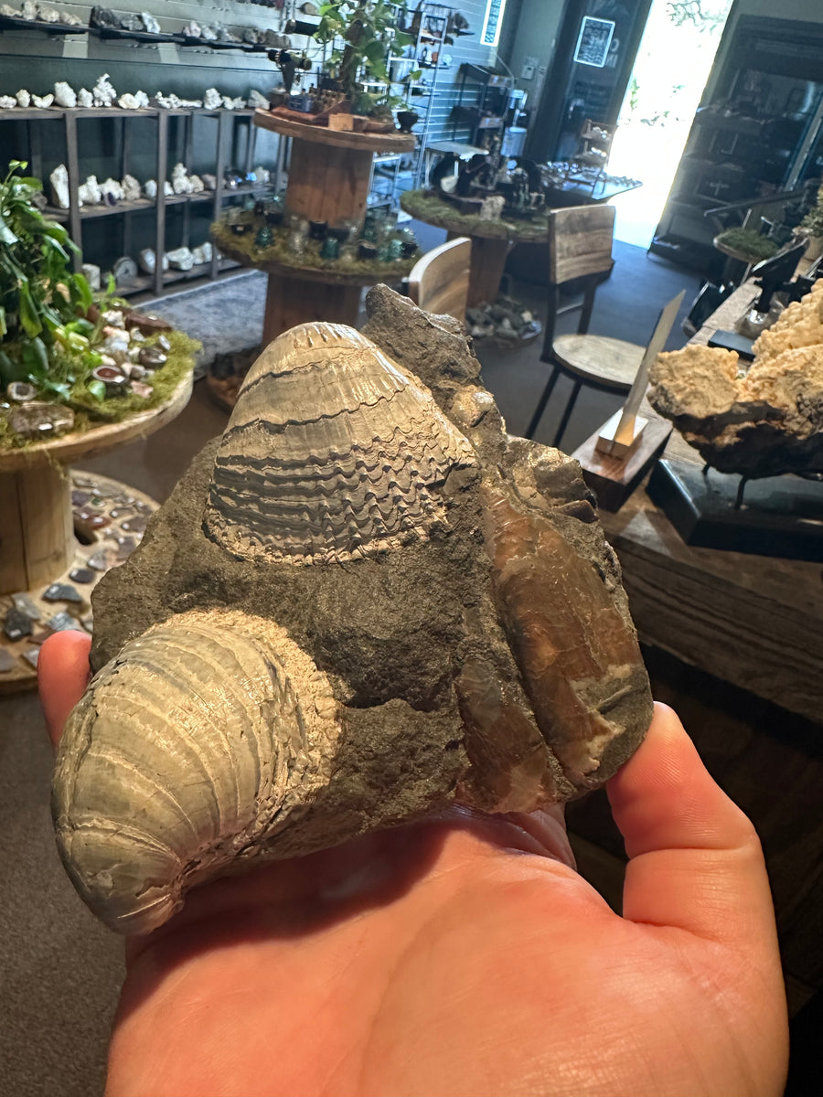 41.6 oz Brachiopod Fossil Cluster in Natural Matrix — image 1
