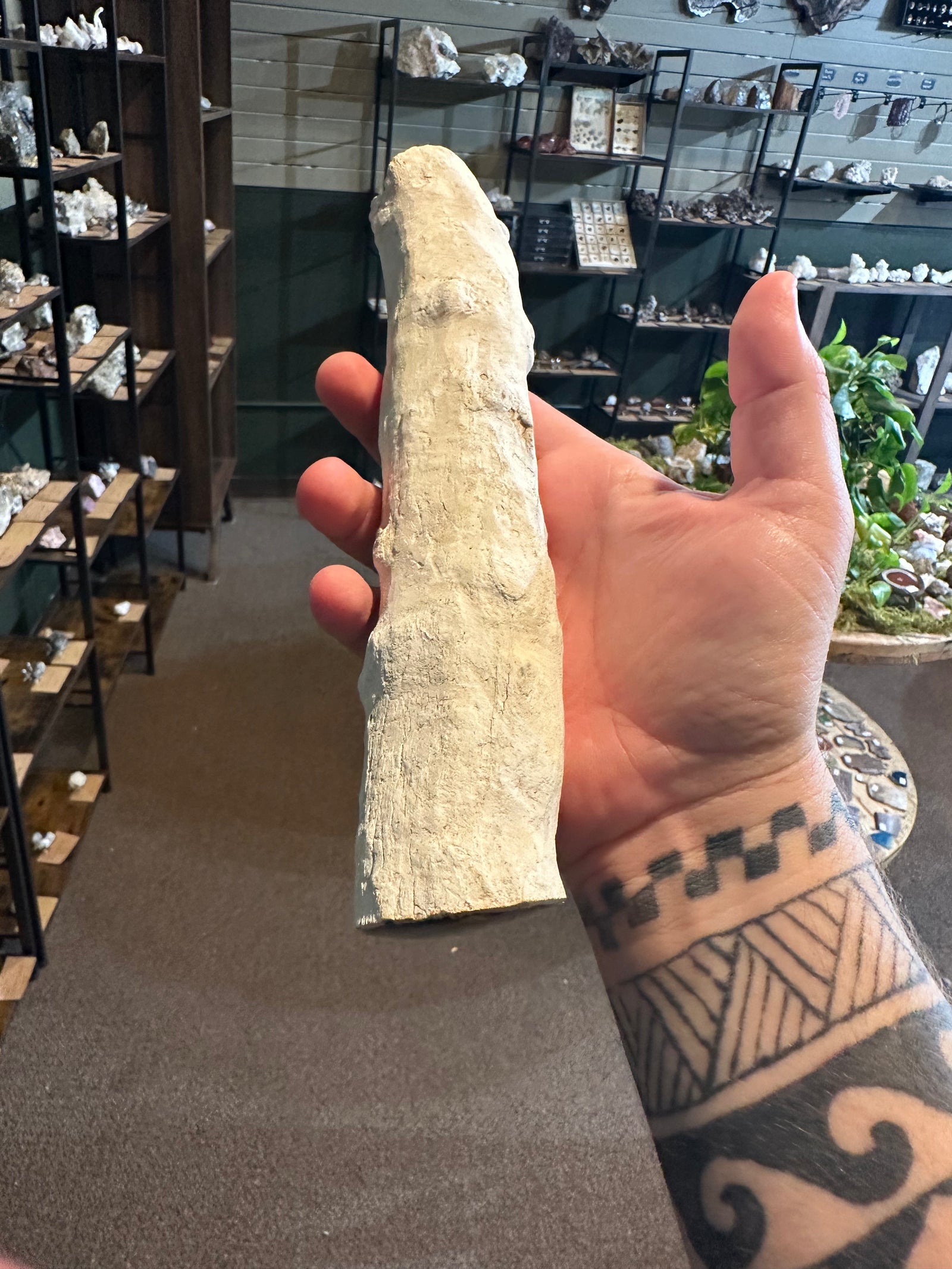 32.6 oz Agatized Petrified Wood with Chalcedony-Filled Interior — image 4