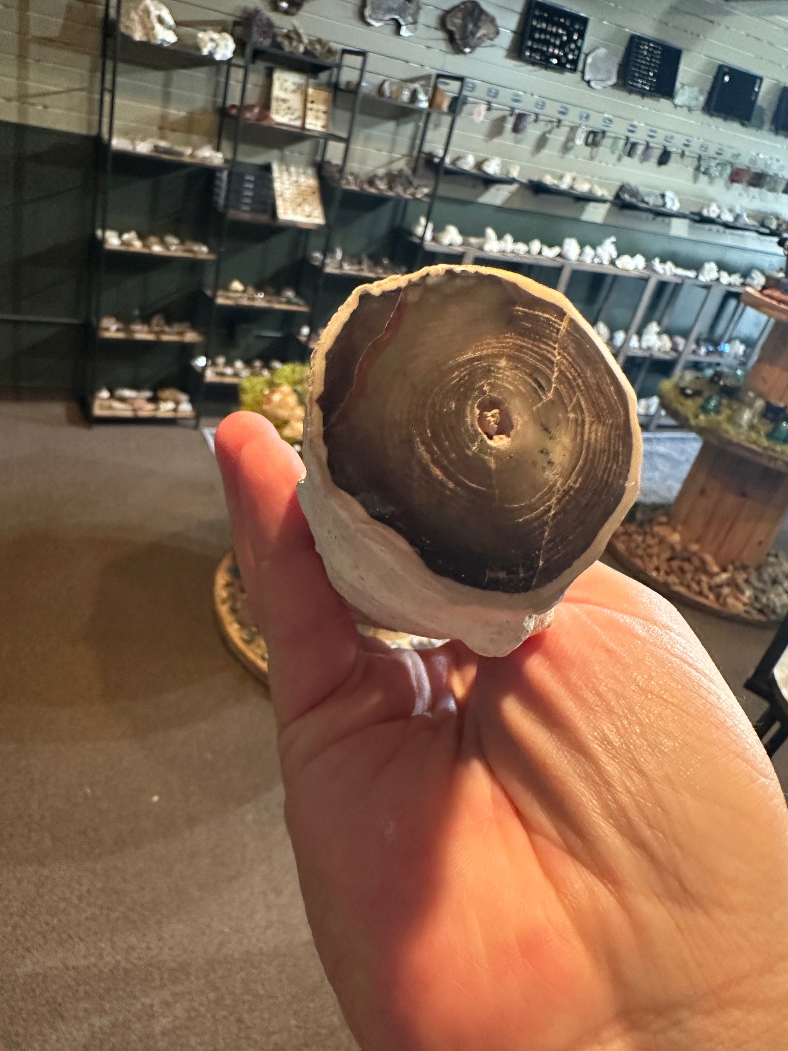 32.6 oz Agatized Petrified Wood with Chalcedony-Filled Interior — image 3