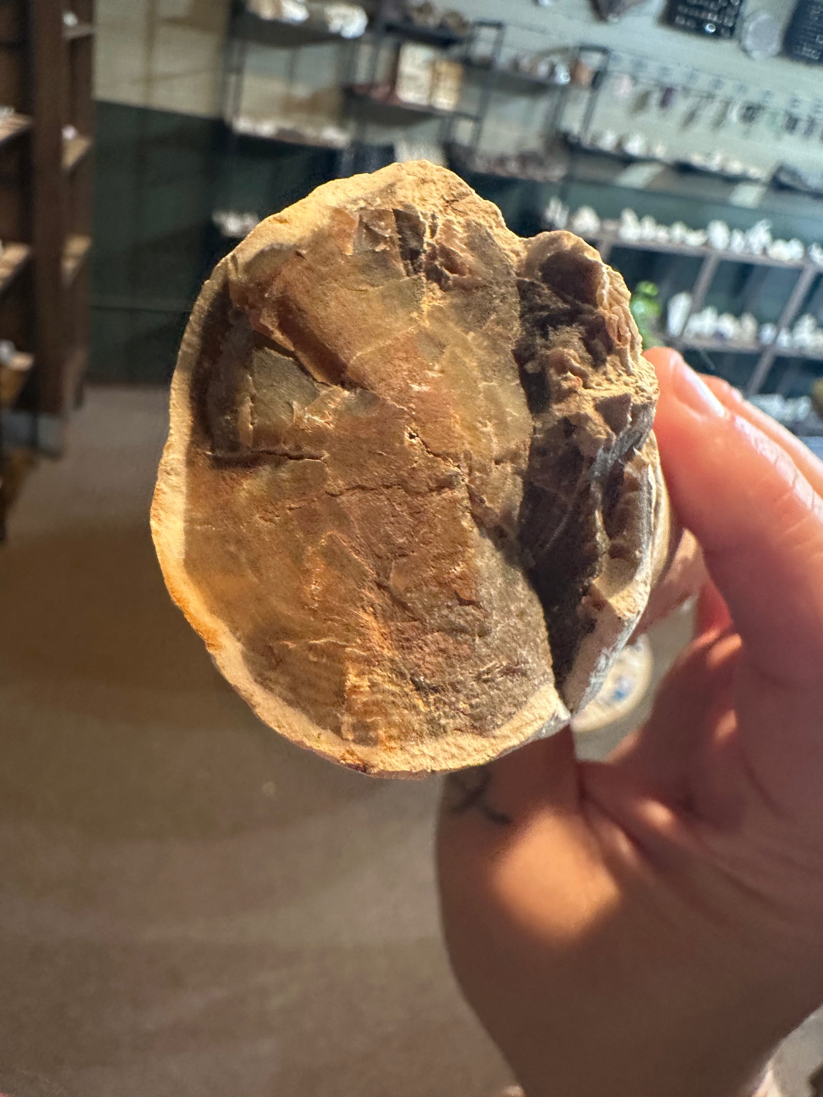 32.6 oz Agatized Petrified Wood with Chalcedony-Filled Interior — image 2