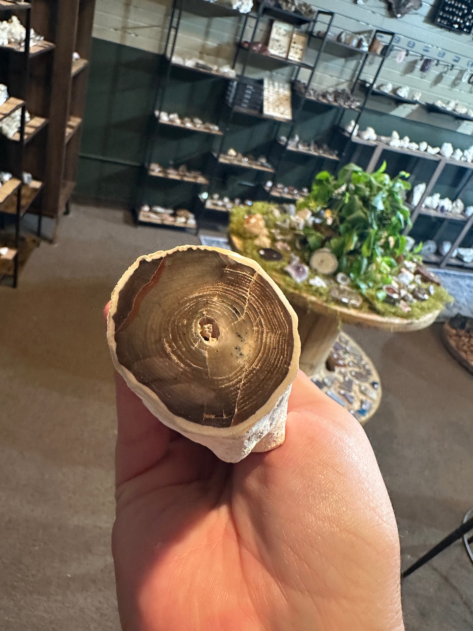 32.6 oz Agatized Petrified Wood with Chalcedony-Filled Interior — image 1