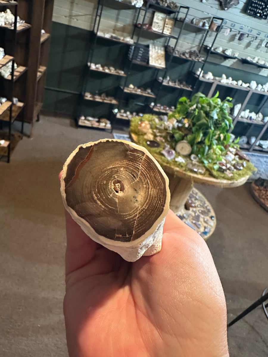 32.6 oz Agatized Petrified Wood with Chalcedony-Filled Interior — image 1