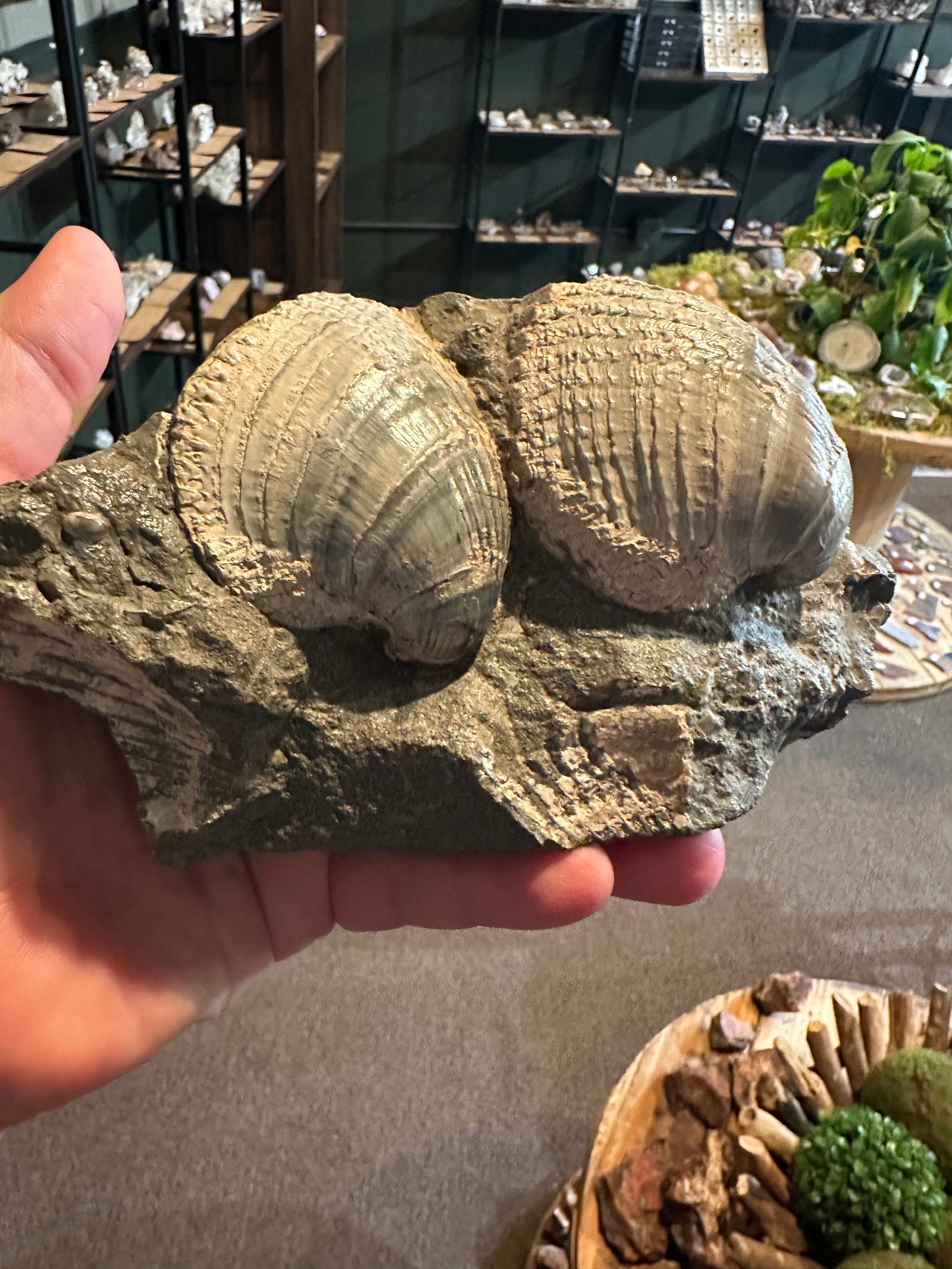 31.1 oz Ribbed Brachiopod Fossil Cluster in Natural Matrix — image 4