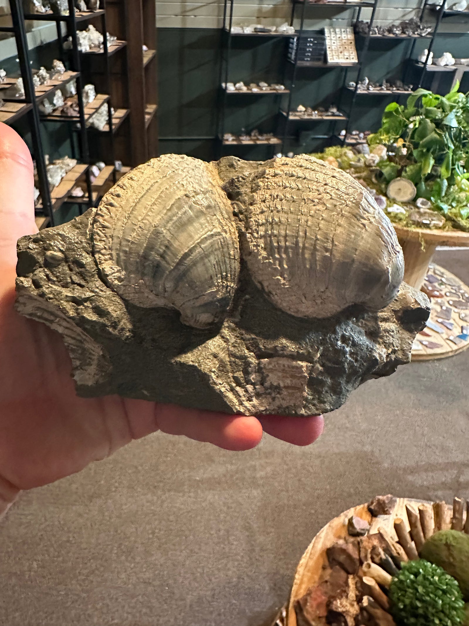 31.1 oz Ribbed Brachiopod Fossil Cluster in Natural Matrix — image 3