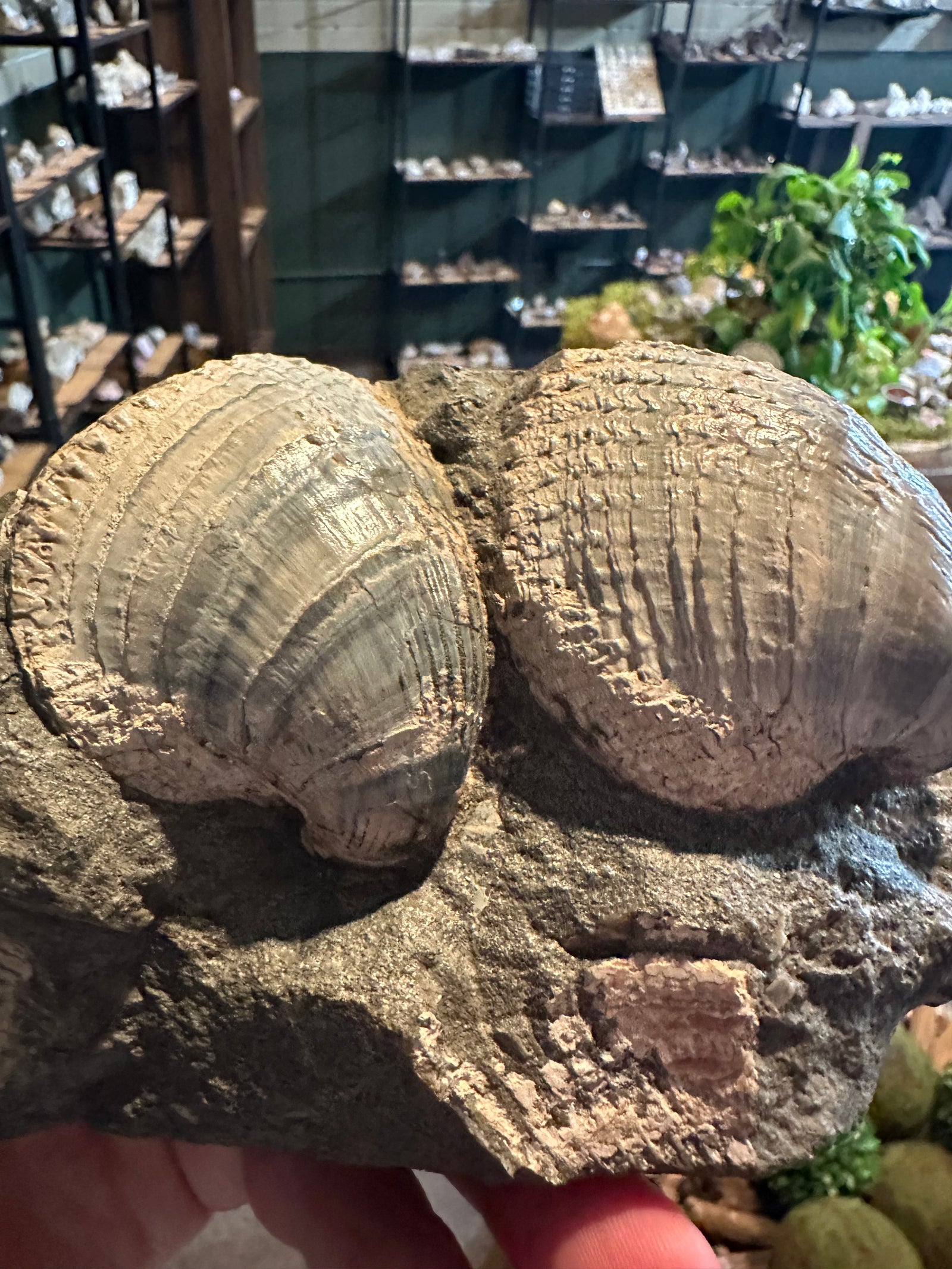 31.1 oz Ribbed Brachiopod Fossil Cluster in Natural Matrix — image 2
