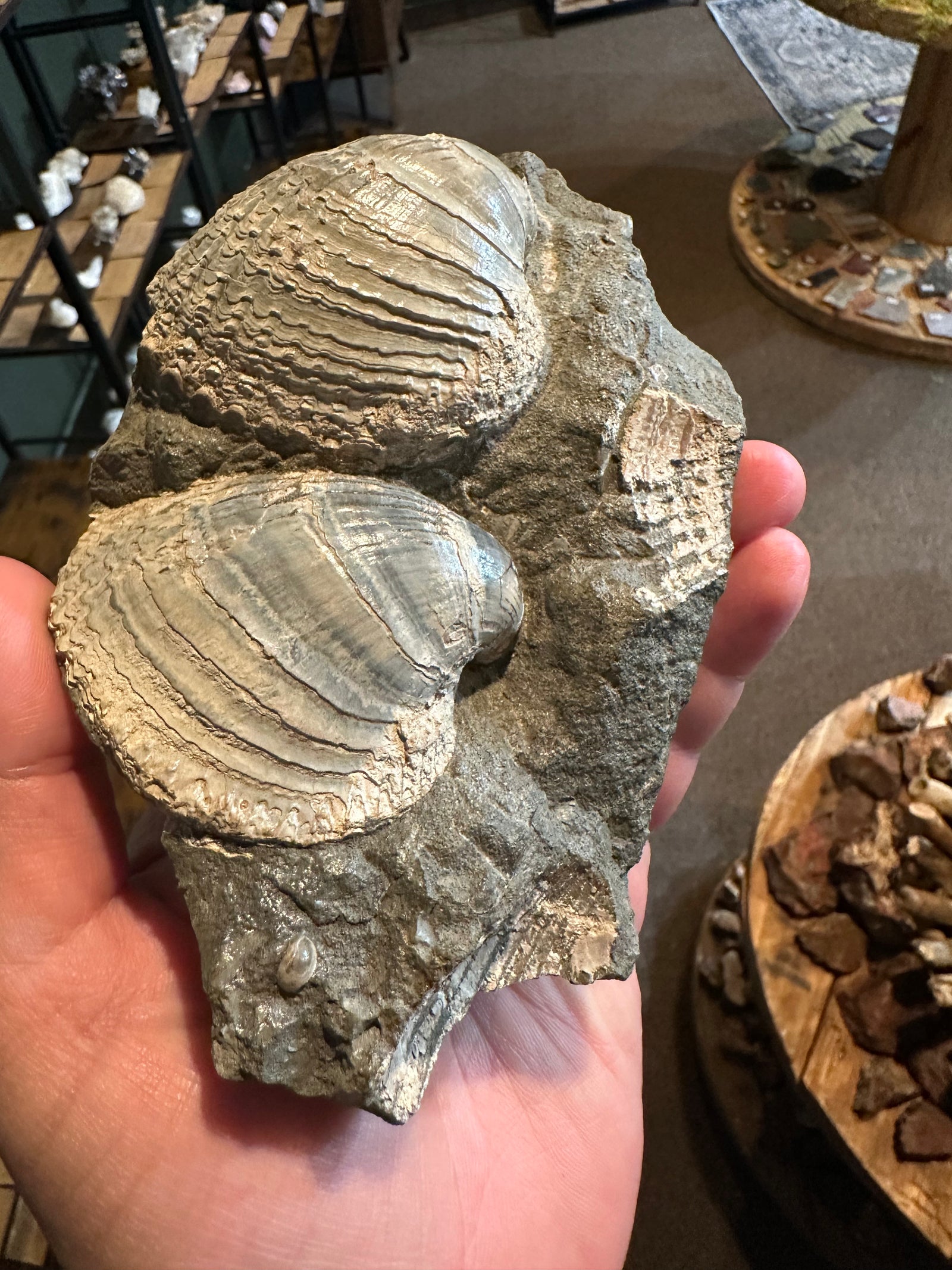 31.1 oz Ribbed Brachiopod Fossil Cluster in Natural Matrix — image 1