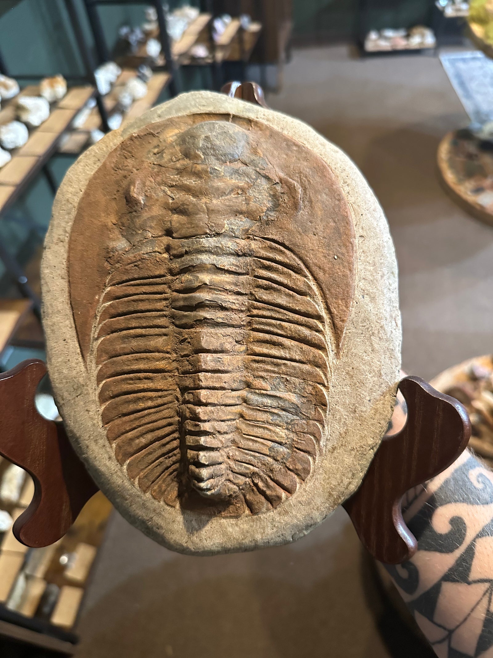 70.2 oz Moroccan Trilobite Fossil on Matrix with Display Stand — image 4
