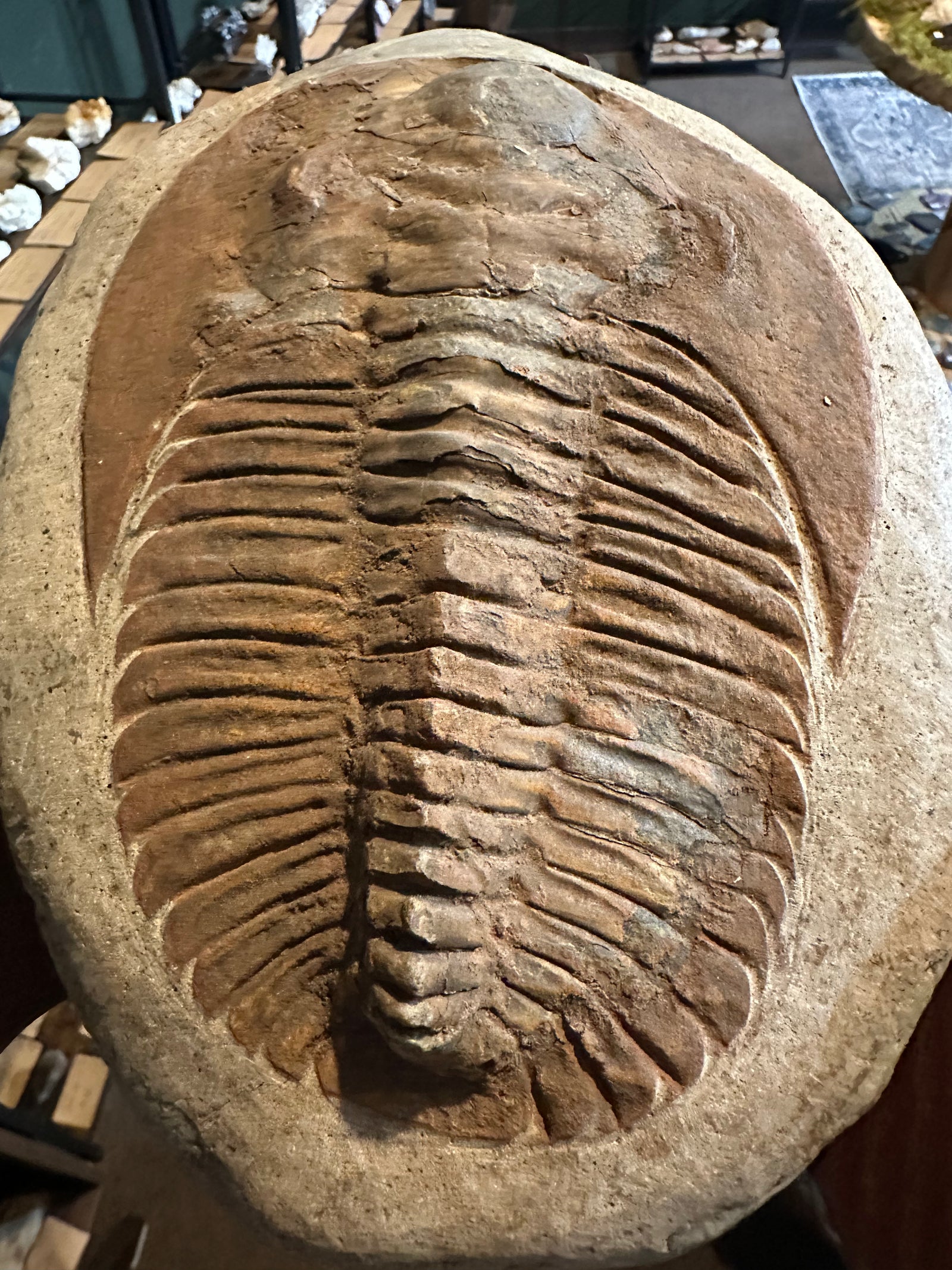 70.2 oz Moroccan Trilobite Fossil on Matrix with Display Stand — image 3