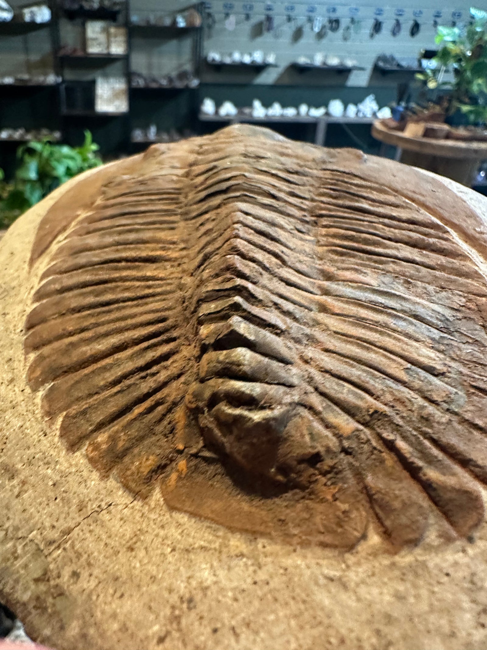 70.2 oz Moroccan Trilobite Fossil on Matrix with Display Stand — image 2