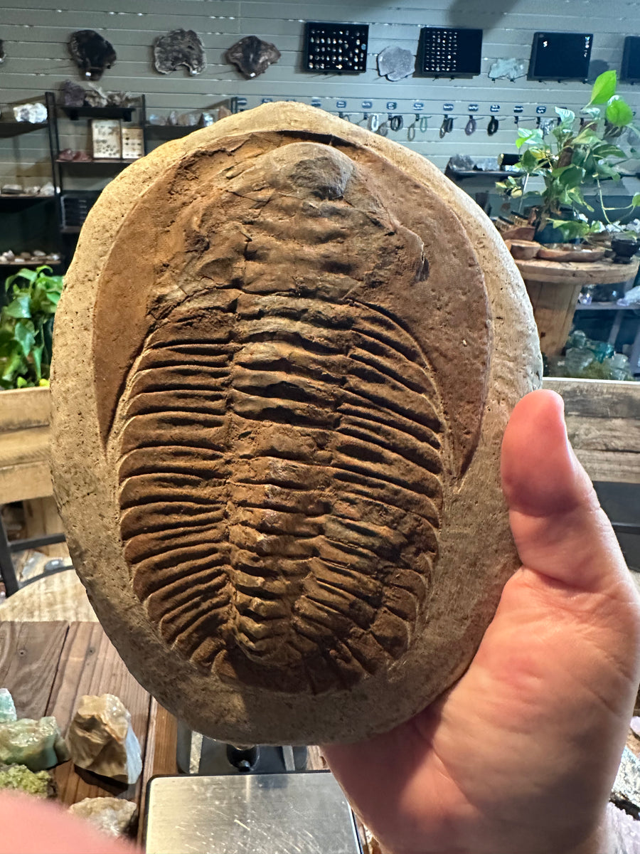 70.2 oz Moroccan Trilobite Fossil on Matrix with Display Stand — image 1