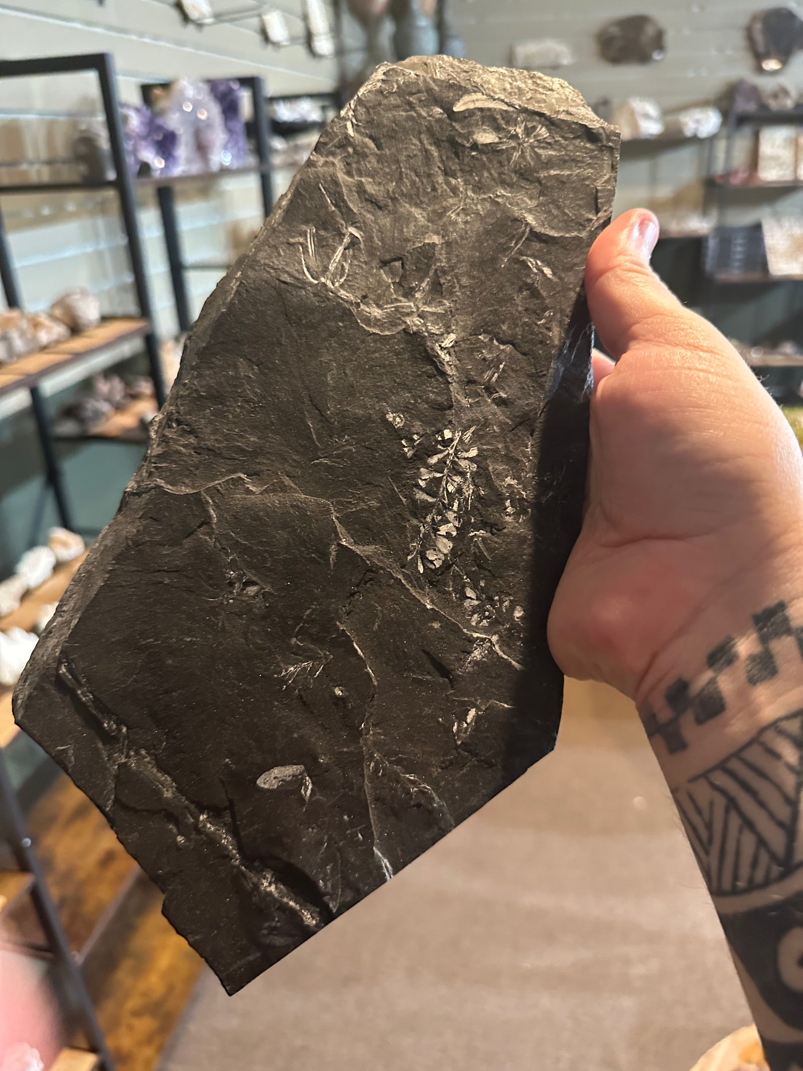 37 oz Fossil Fish Impression Plate in Dark Shale — image 7