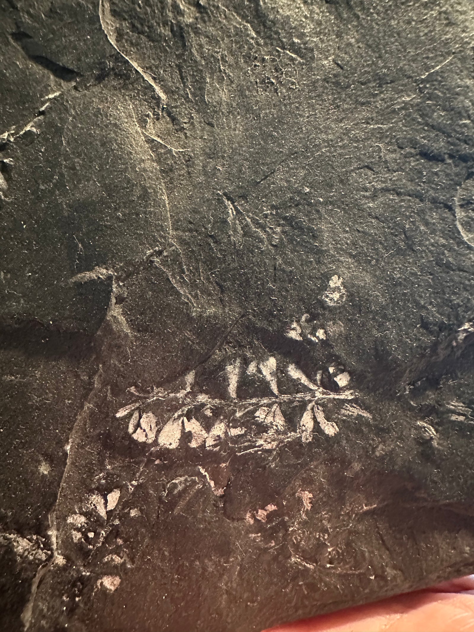 37 oz Fossil Fish Impression Plate in Dark Shale — image 6