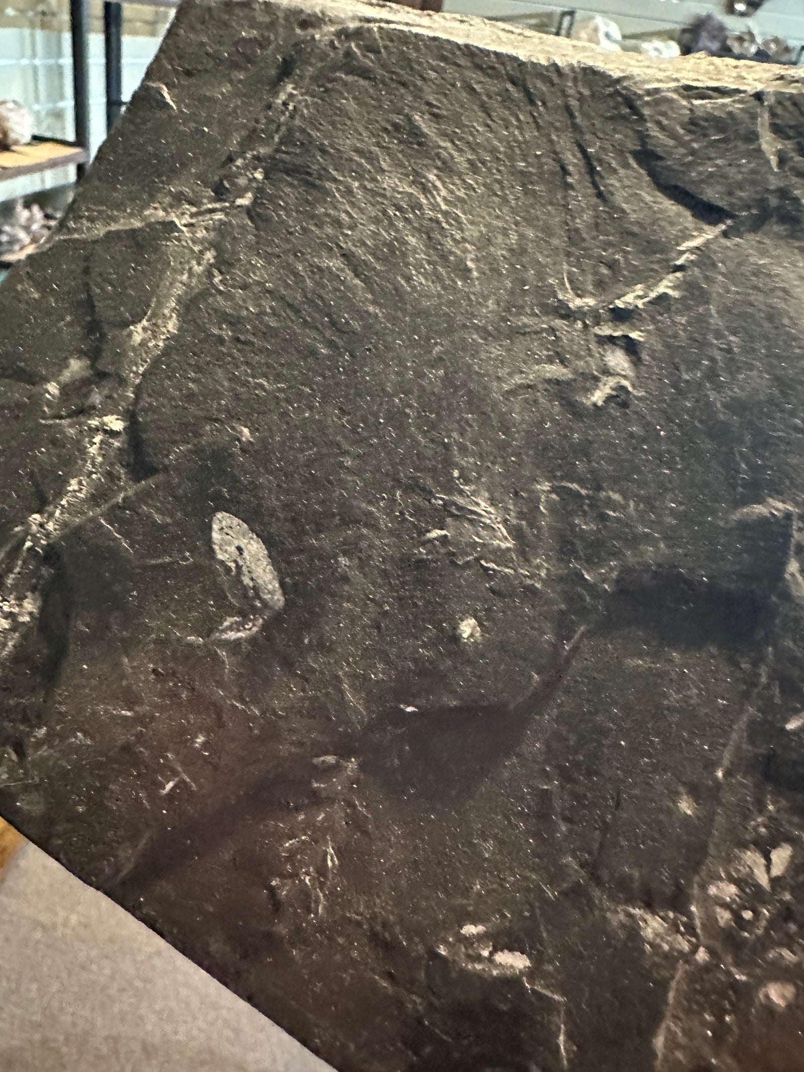 37 oz Fossil Fish Impression Plate in Dark Shale — image 5