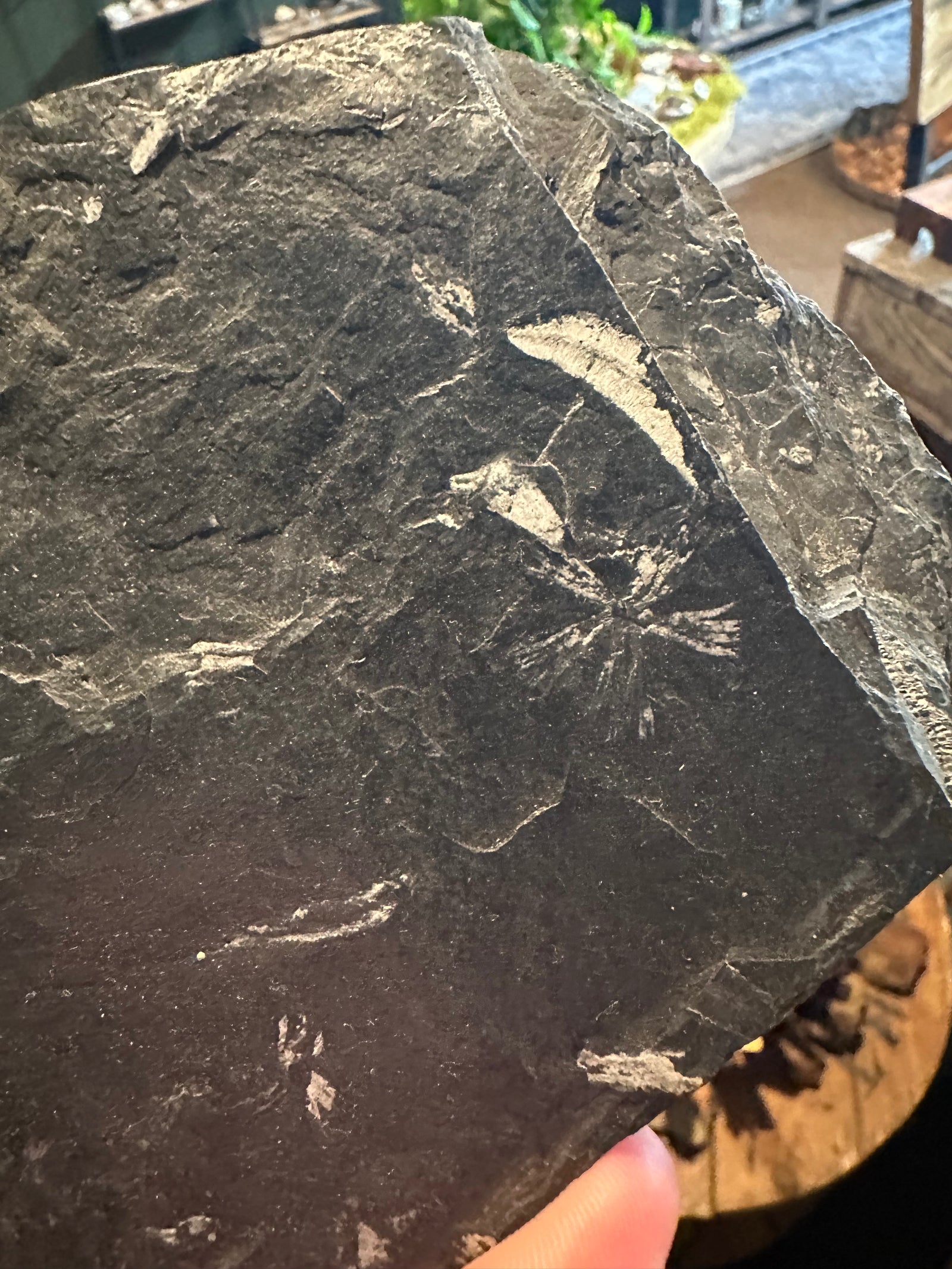37 oz Fossil Fish Impression Plate in Dark Shale — image 4
