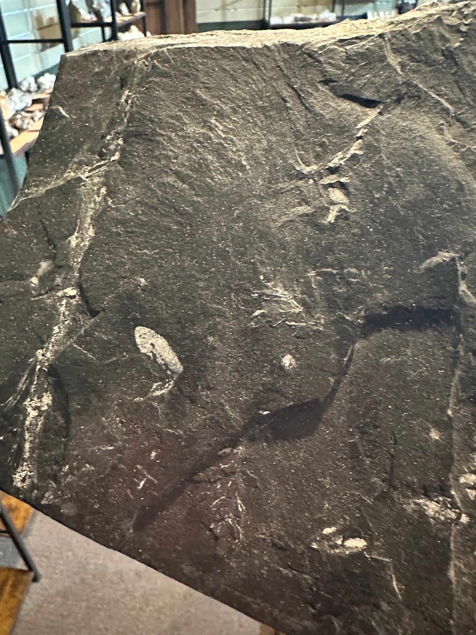 37 oz Fossil Fish Impression Plate in Dark Shale — image 3