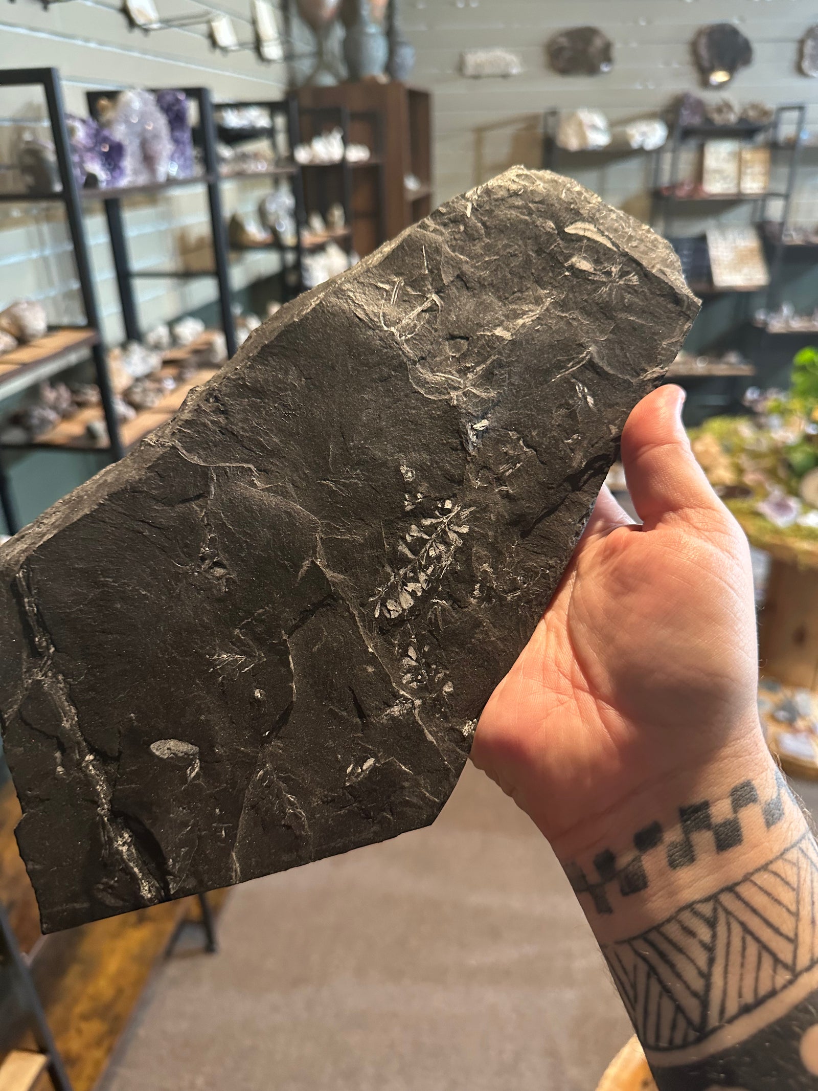 37 oz Fossil Fish Impression Plate in Dark Shale — image 1