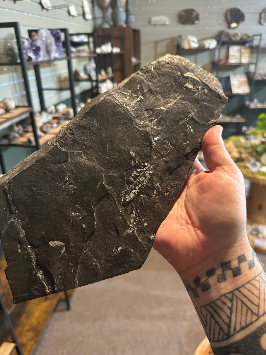 37 oz Fossil Fish Impression Plate in Dark Shale — image 1