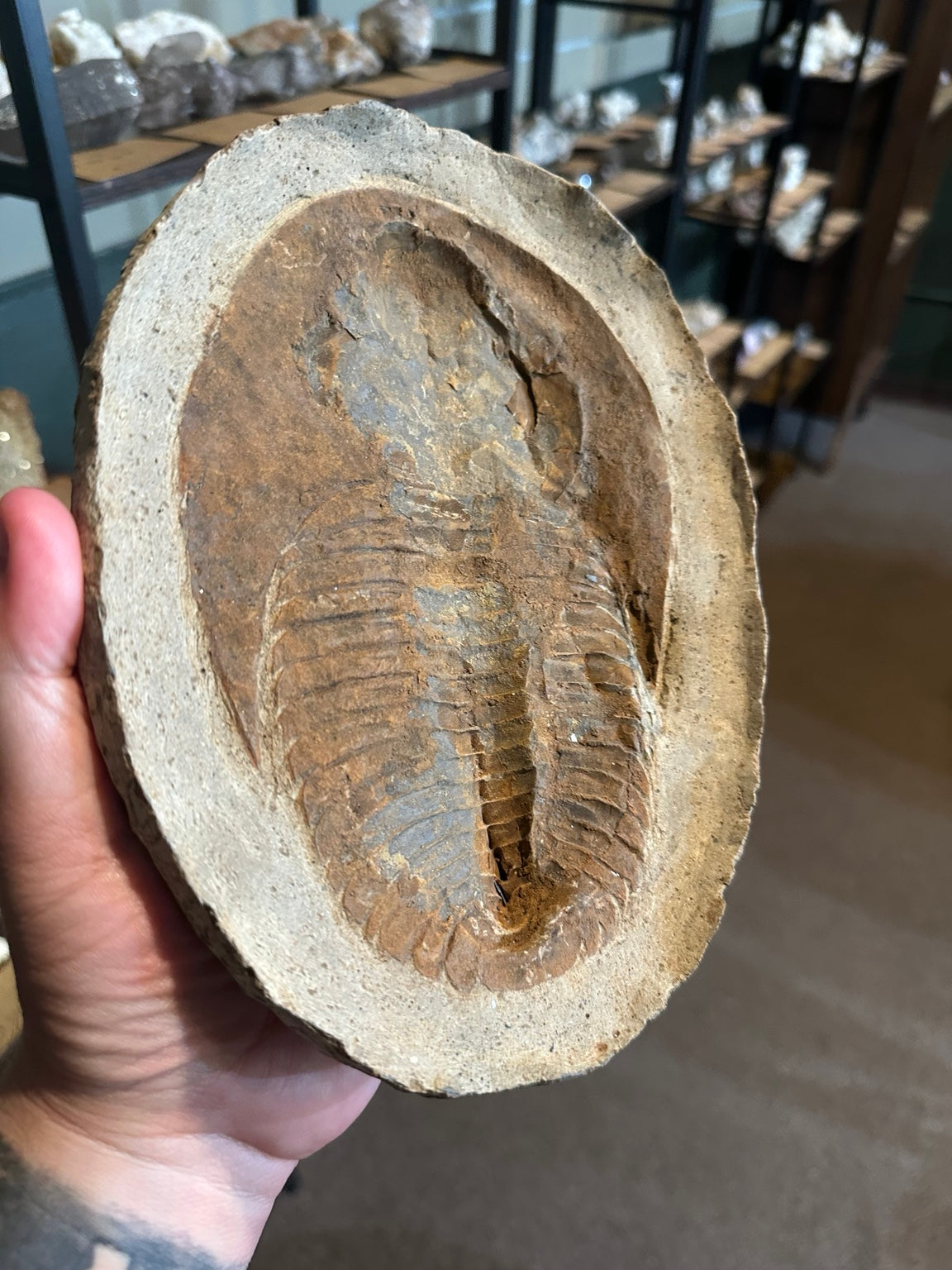 Trilobite negative counterpart showing recessed fossil impression