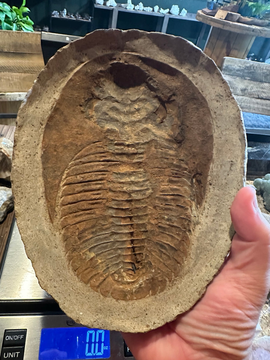 Trilobite negative impression, full view