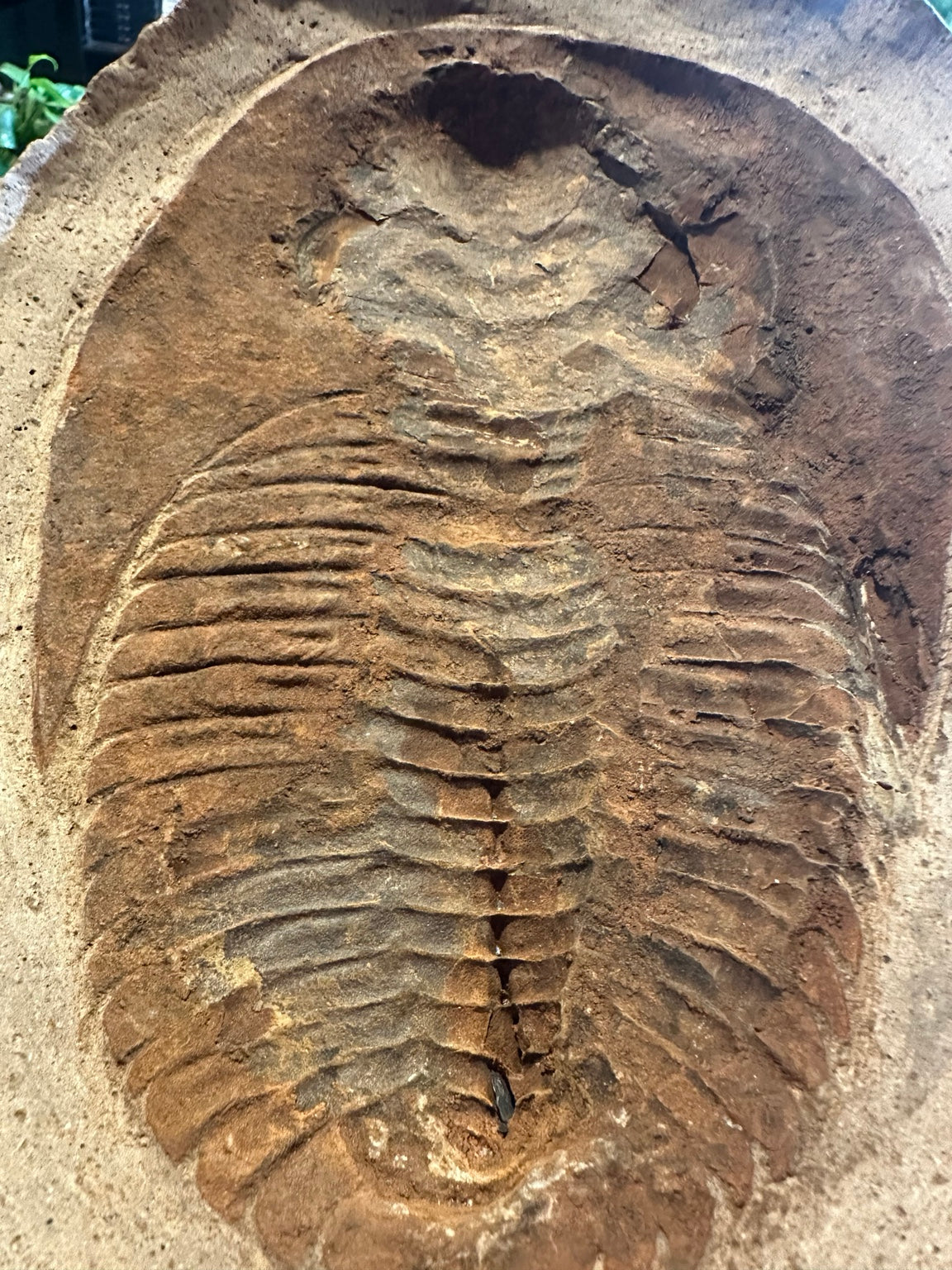 Trilobite negative counterpart showing recessed fossil impression