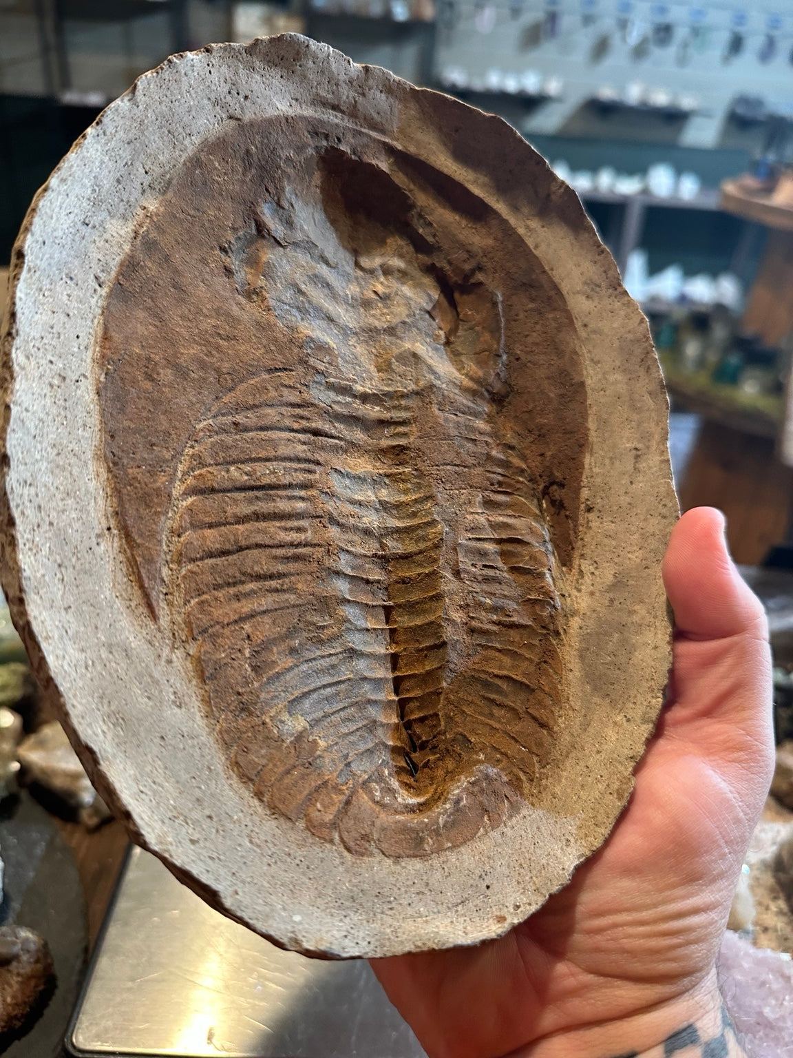 Trilobite negative counterpart showing recessed fossil impression