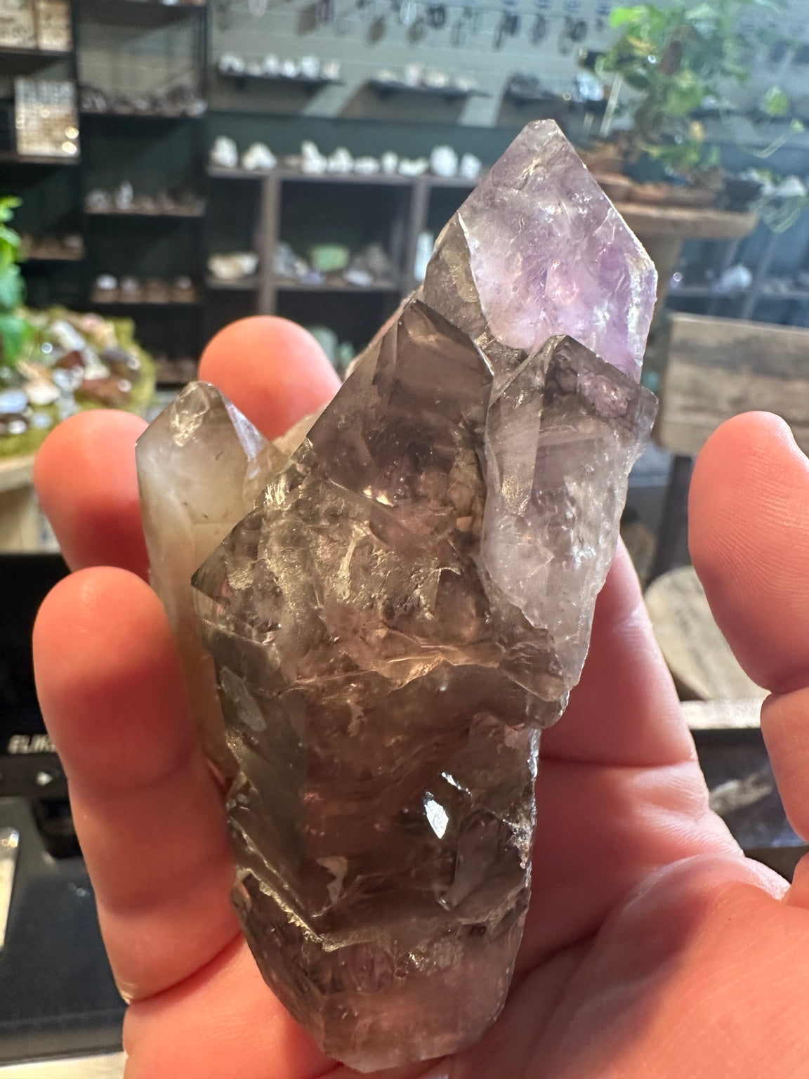 Full 9-ounce smoky amethyst multiple-terminated quartz cluster held for scale