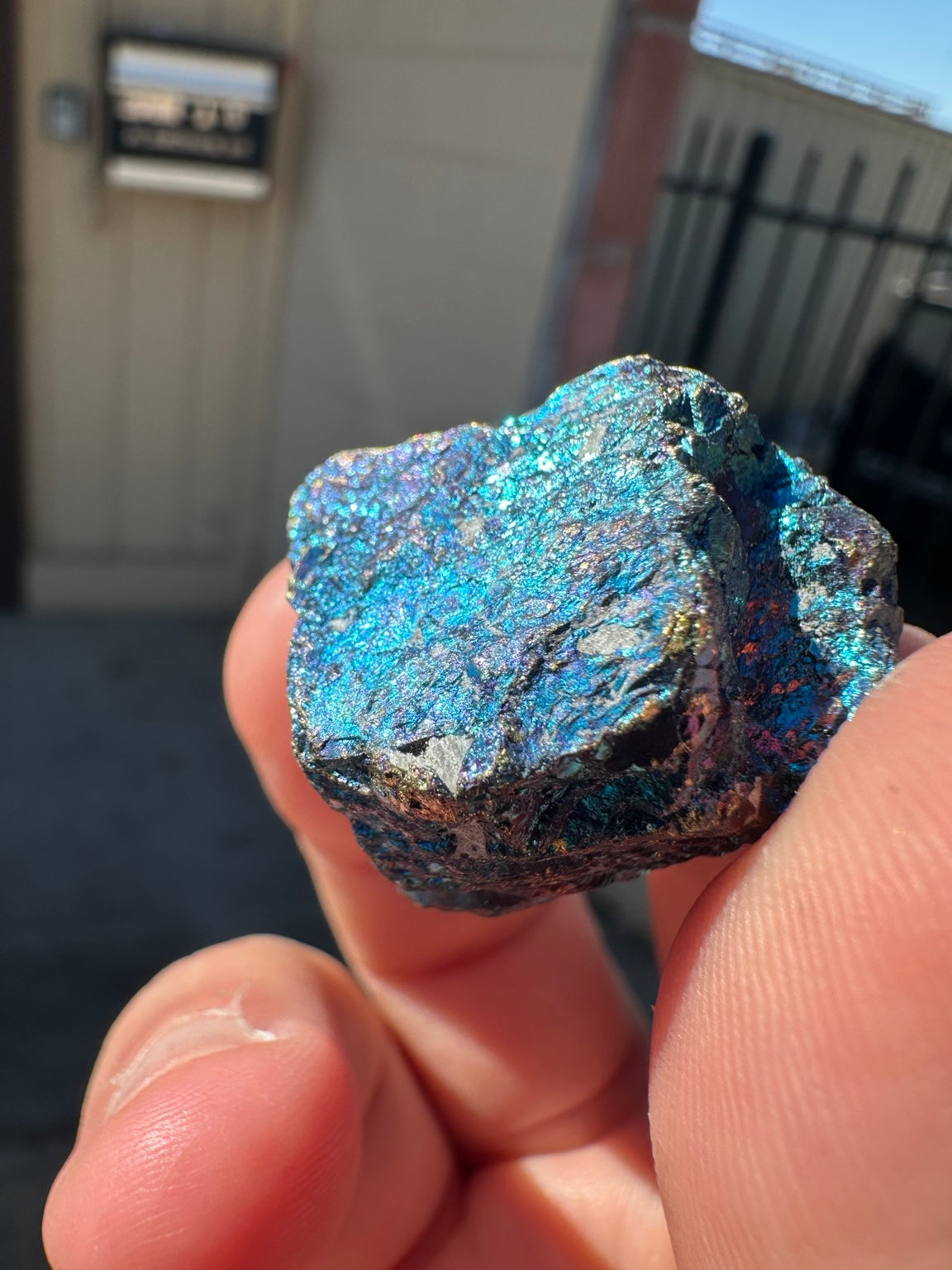 Peacock ore Mexico approximately 1 oz bright blue iridescent face