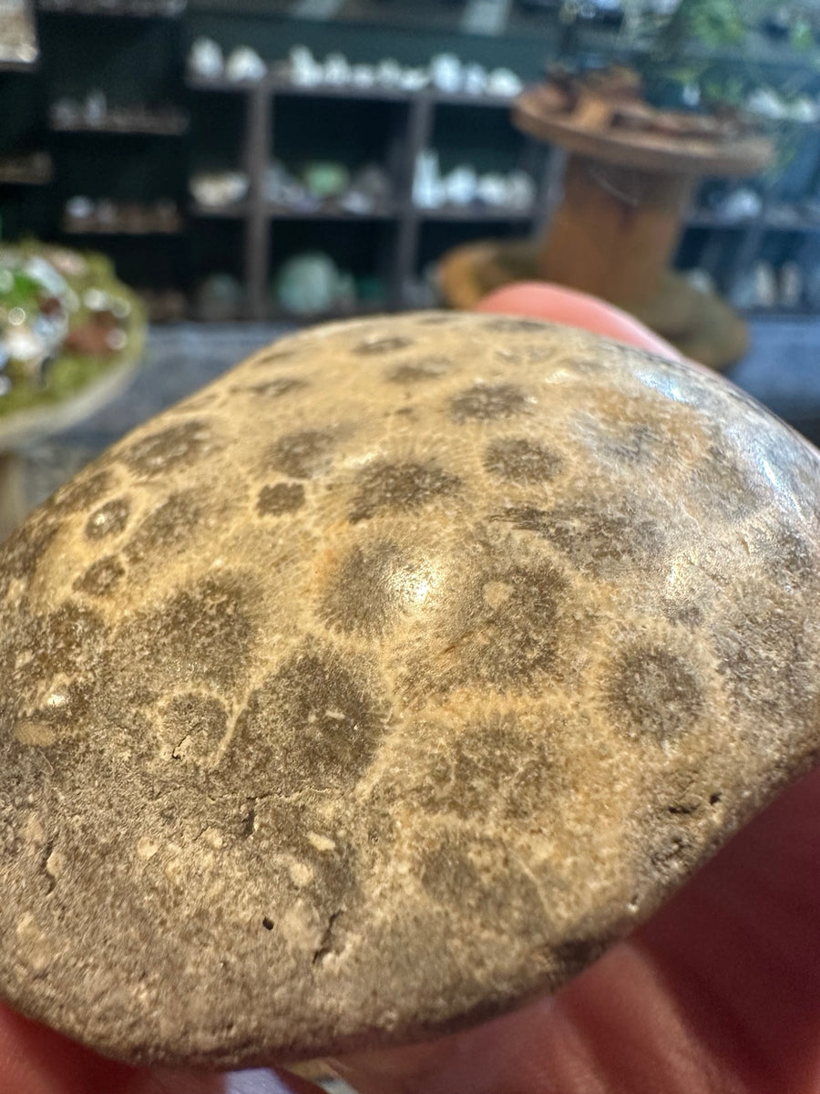 Polished Petoskey stone fossil coral 8.2 oz close-up