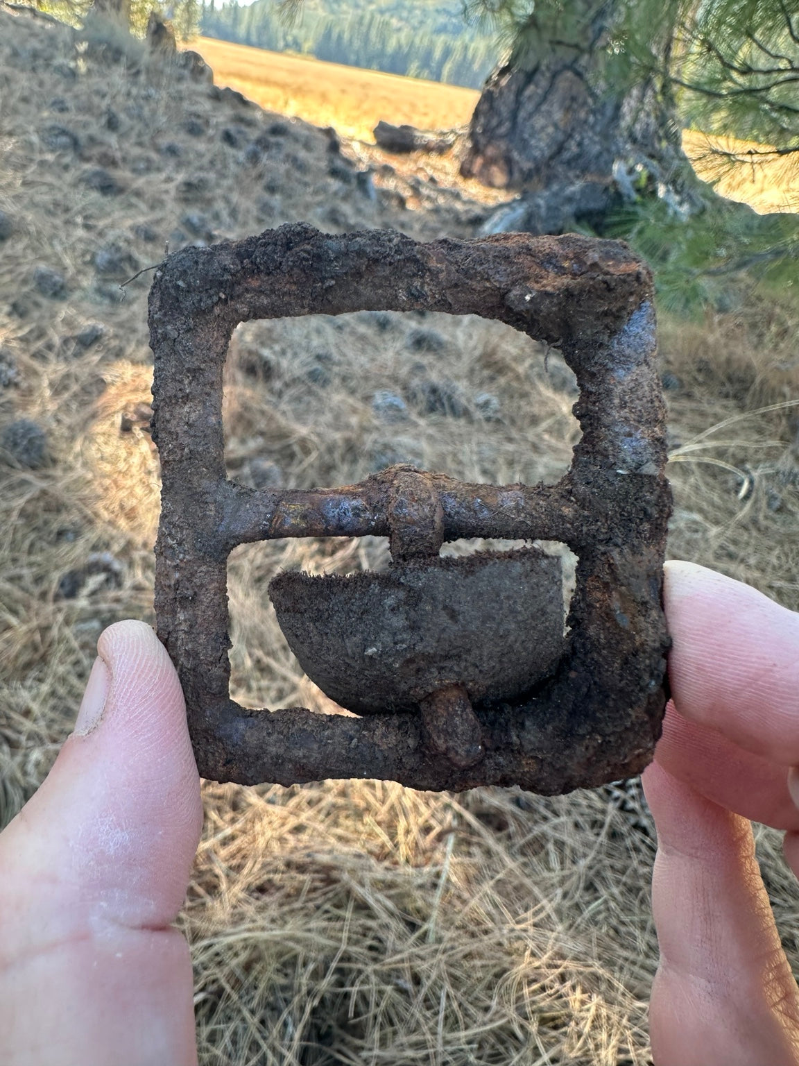 Bear Valley suspected wagon buckle, straight-on view showing iron frame and curved center plate